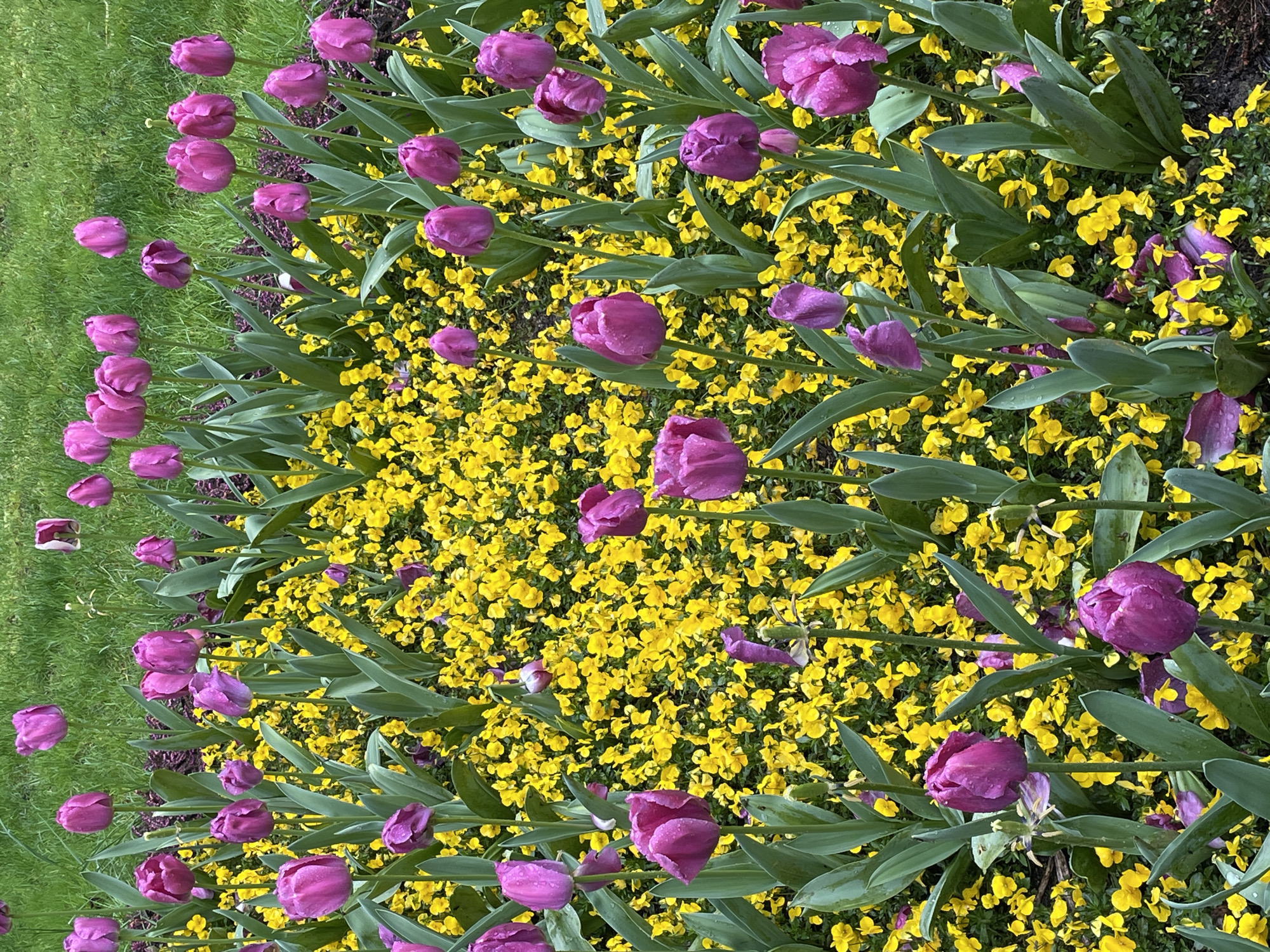 A ground-level shot reveals a vibrant flowerbed featuring purple tulips with raindrops on their petals interspersed among small yellow flowers, likely pansies. The flowers are arranged densely, creating a colorful display, with green grass visible on the left edge of the image. The overall impression suggests a well-maintained garden or park setting. The location is likely Sochi, Russia.