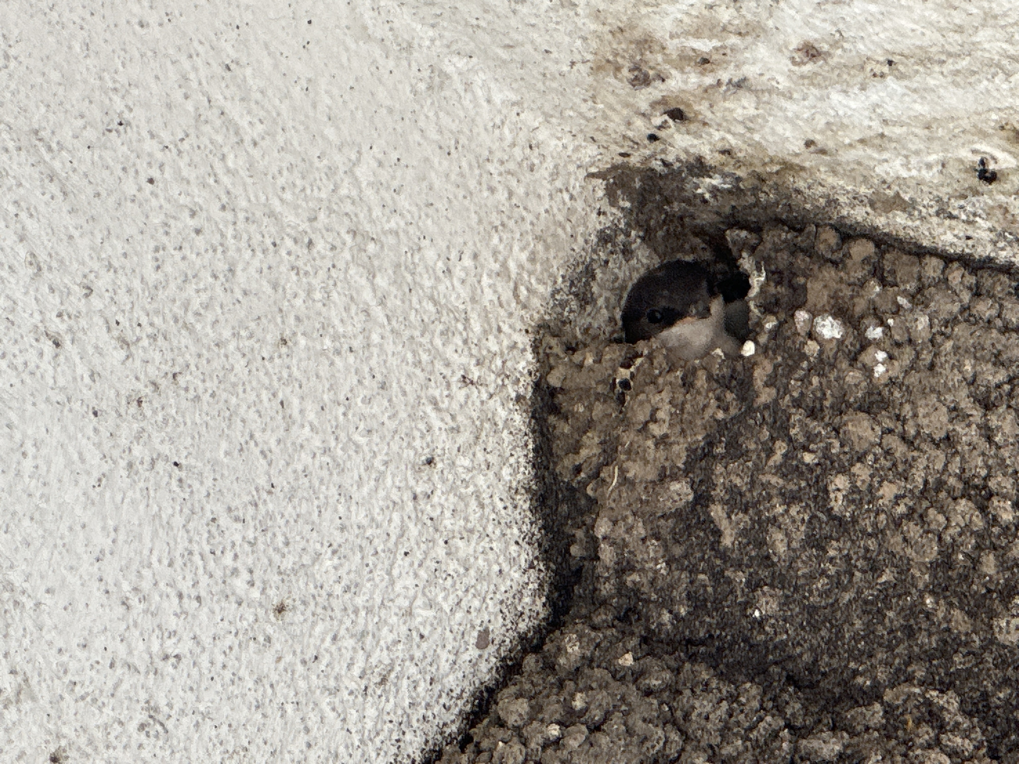 A close-up image captures a juvenile bird partially emerging from a mud nest in Lisitsite, Bulgaria. The bird displays a dark head with a visible eye and a lighter-colored throat, positioned within a dark, irregularly shaped cavity of the nest. The nest itself is composed of rough, dark brown earthen material, exhibiting a lumpy texture. It adheres to a granular, off-white surface that shows scattered dark specks, likely a painted or textured ceiling or wall. This lighter surface frames the upper and right portions of the image, contrasting with the dark nest material situated in the lower-left and central areas. No other subjects or direct interactions are visible. The scene is illuminated by natural light.