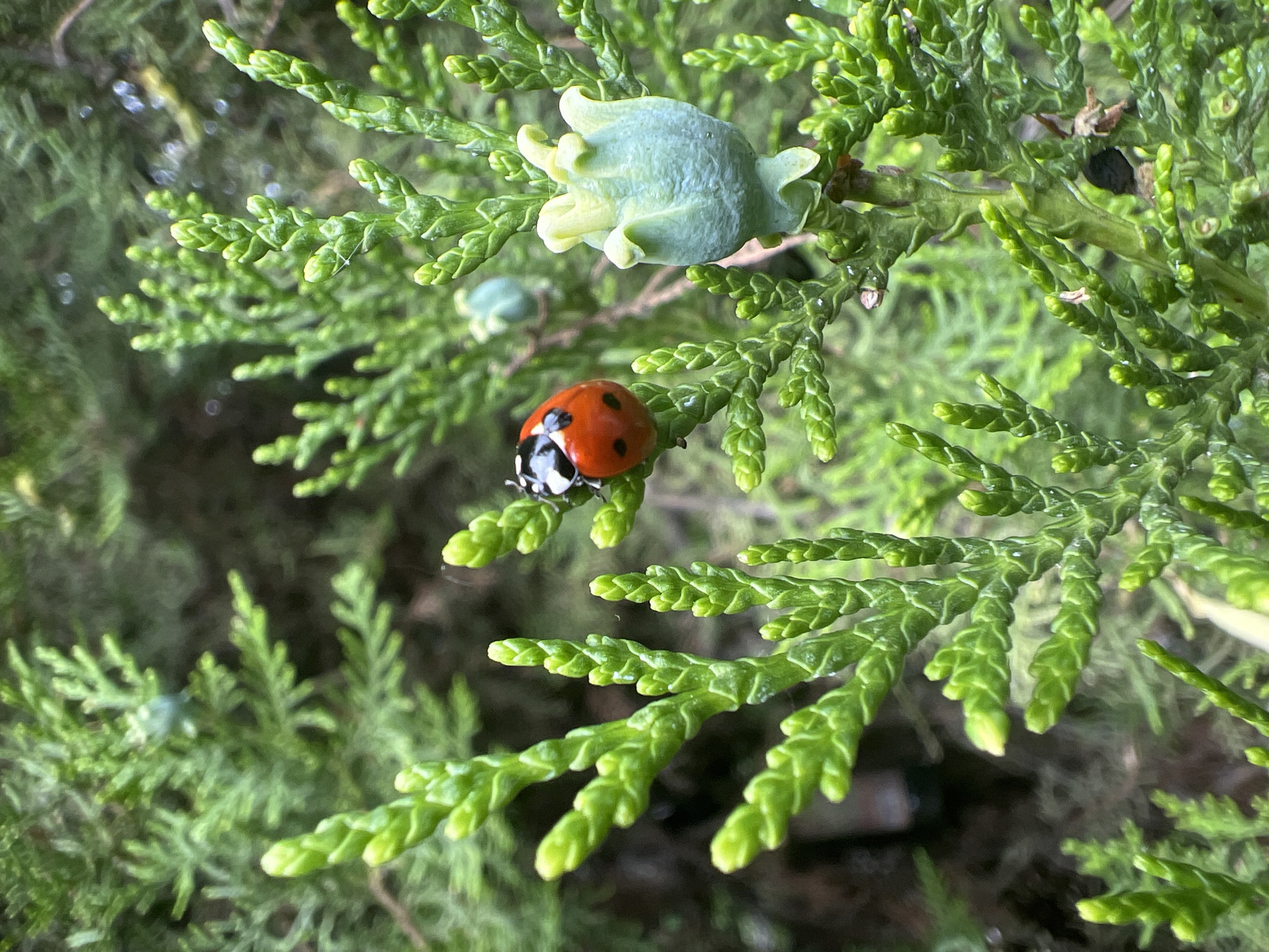 A close-up shot depicts a ladybug resting on a branch of a coniferous tree with light green, scale-like leaves. A light green seed cone is also present on a branch near the top center of the image. The background is blurred, suggesting a dense foliage. Based on prior knowledge, this scene is potentially located in the city of Burgas, Bulgaria. No people are visible in the frame. The primary subjects are the ladybug and the coniferous tree.