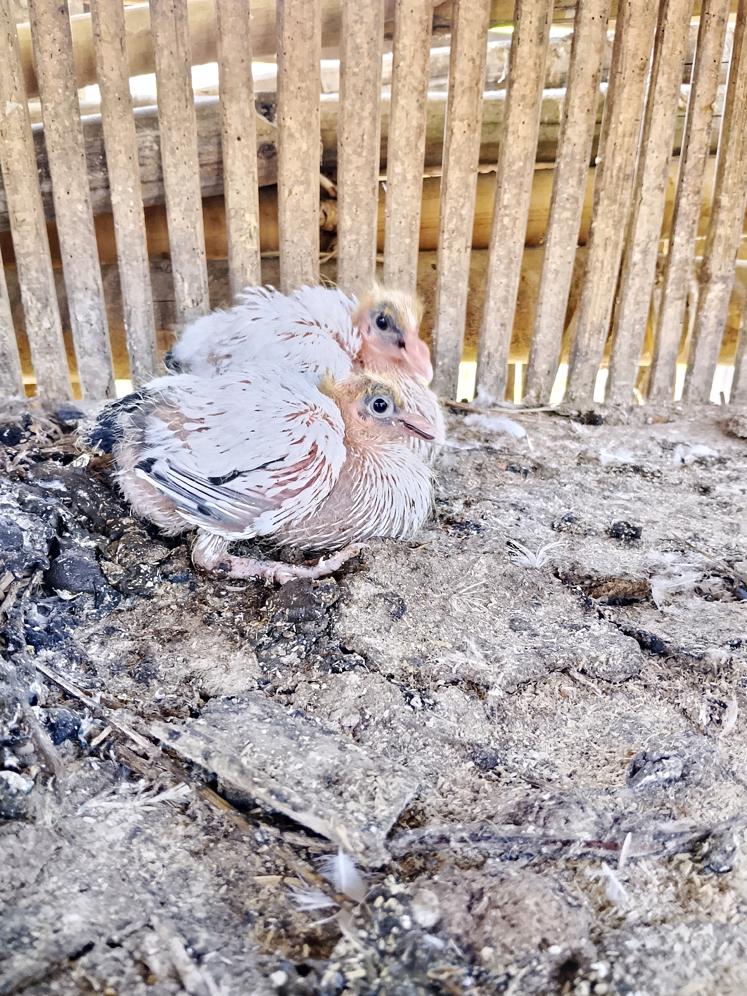 Two young pigeons, also known as squabs, are nestled together in a nest made of dry grass, dirt, and straw. The pigeons are fluffy and their downy feathers are a mix of white and light brown. The pigeon in the foreground is looking towards the left with its beak slightly open. The second pigeon is mostly hidden behind the first, but its head is visible, also looking to the left. The nest is situated within a rustic enclosure constructed from vertical wooden slats. The ground beneath the nest is rough and appears to be made of compacted earth and debris. The lighting suggests an outdoor environment, possibly during the day.