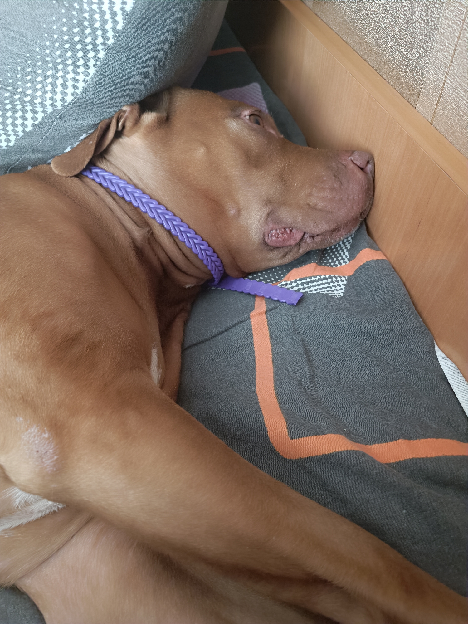 A brown dog sleeps on a bed covered with a dark gray blanket with orange and white stripes. The dog wears a purple braided collar. The dog's head rests on a grey pillow. The background shows a textured wall and a wooden surface.
