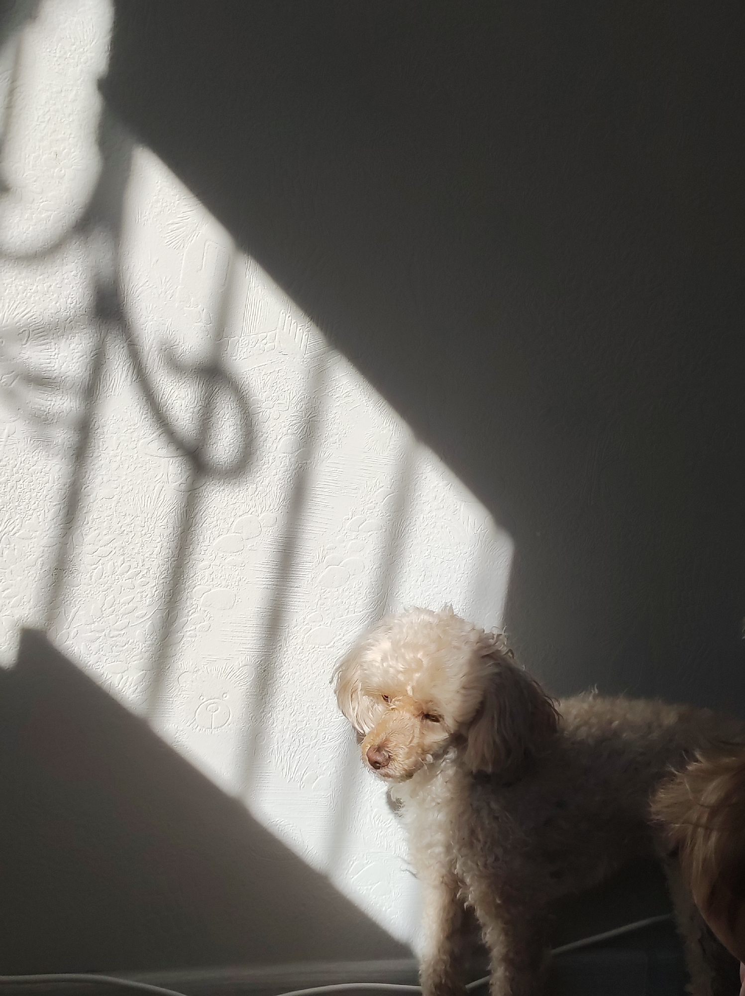 A cream-colored poodle stands in profile, facing left, against a textured white wall. Sunlight casts a strong diagonal shadow across the wall from a window or grate, creating a geometric pattern of light and shade. The poodle's fur is curly and appears slightly damp. Its head is lowered, and its eyes are partially closed. The background wall has a subtle embossed pattern, including what appears to be a small teddy bear motif. The floor in the foreground is dark and indistinct. The image was taken in Chaikovsky, Russia, possibly in a domestic setting.