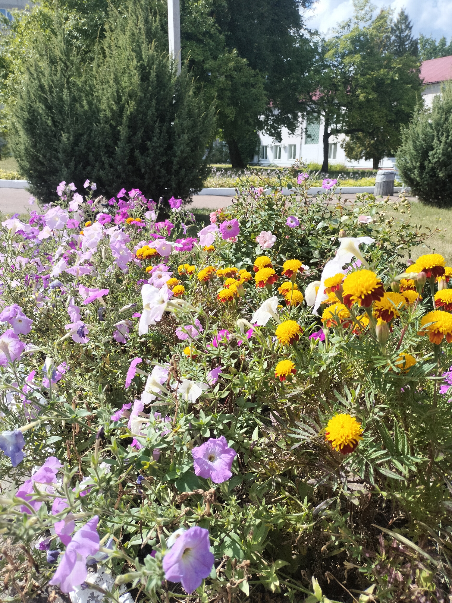The image shows a close-up view of a flower bed filled with a variety of blooming flowers, primarily petunias in shades of purple and pink, and marigolds with bright yellow and red centers. Some white petunias are also visible. The flowers are densely packed, creating a vibrant tapestry of color and texture. In the background, out of focus, are several evergreen bushes and trees, as well as a white building with a red roof. The scene suggests a well-maintained outdoor space, possibly a park or a garden area in a city. The lighting indicates it is daytime with bright sunlight.