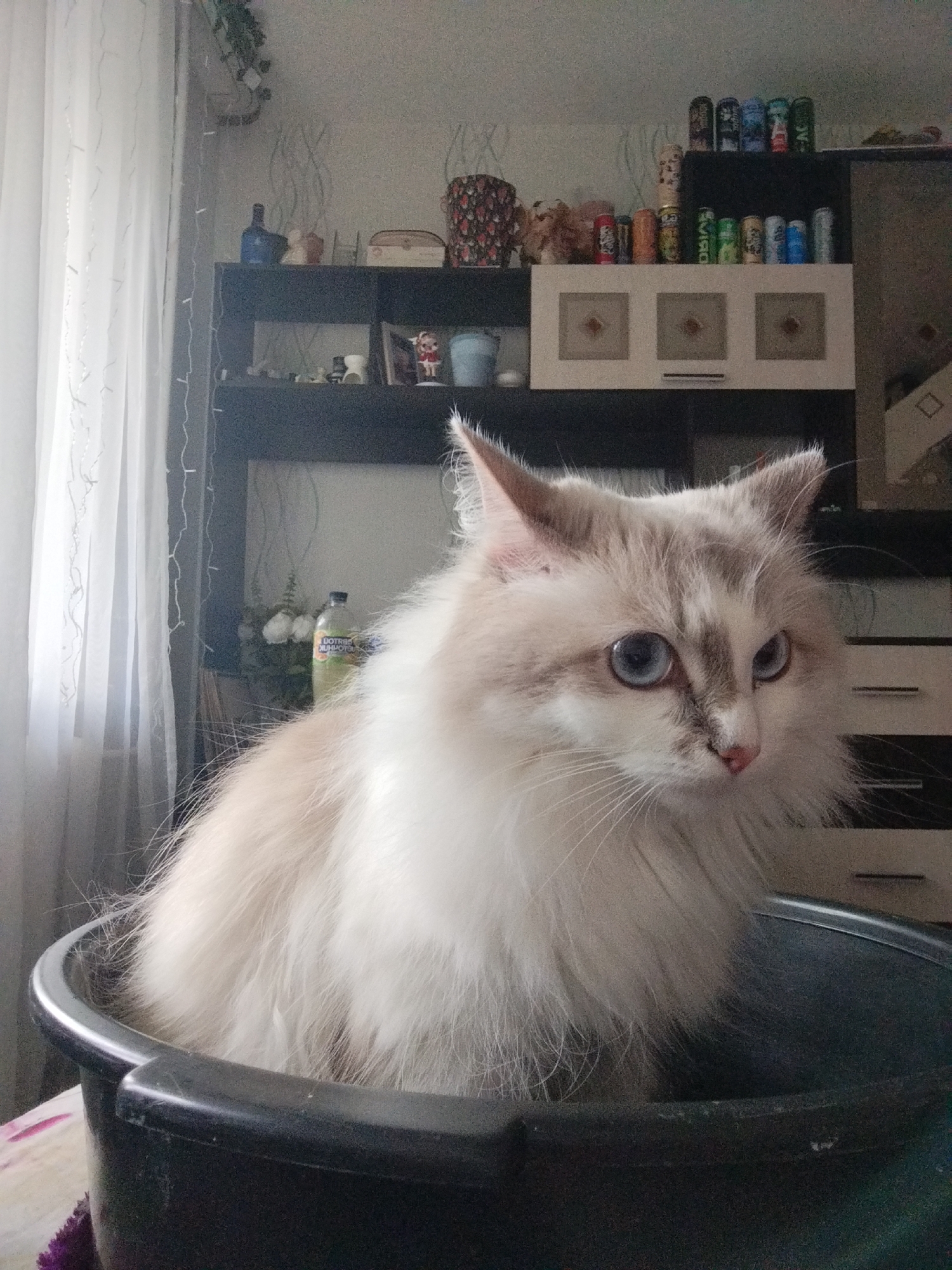 A fluffy white cat with blue eyes sits in a black bucket in an indoor setting. The cat's fur is long and appears to be a mix of white and light brown. It is looking off to the right of the frame with a curious expression. In the background, there are shelves filled with various items, including bottles, decorative objects, and what appear to be cans. A white curtain with string lights is visible on the left side of the image. The overall environment suggests a home interior.