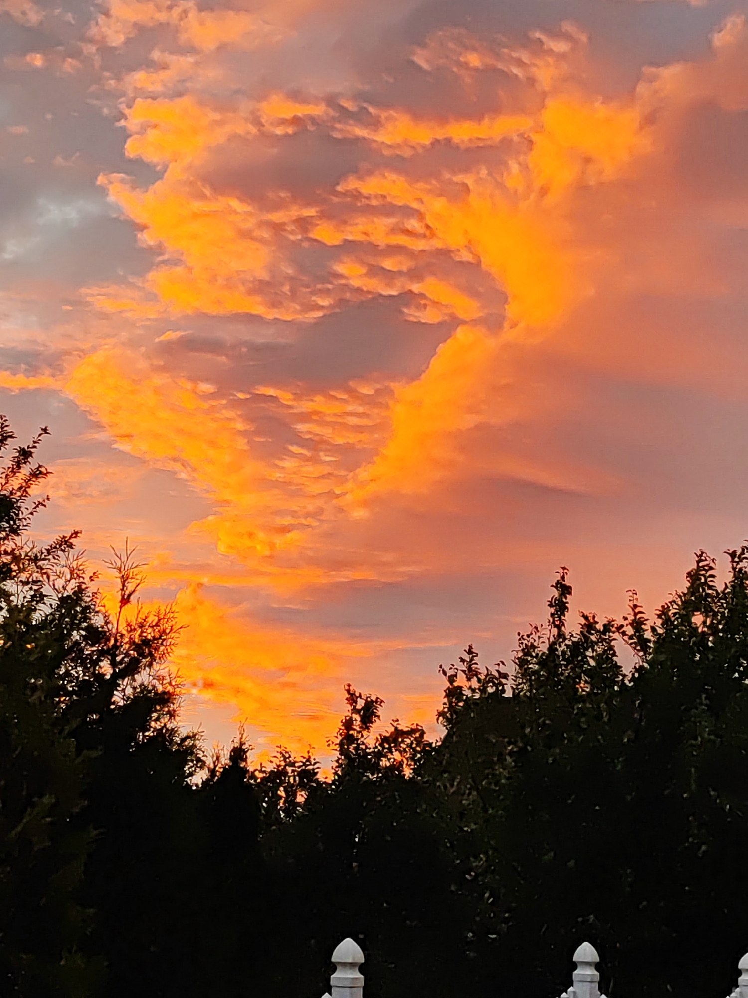 A photograph captures a dramatic sunset over the city of Gvardeysk, Russia. The sky is ablaze with vibrant hues of orange and pink, illuminating a textured expanse of clouds. Silhouetted against this fiery backdrop are the dark shapes of trees and a white fence. The scene is serene and devoid of human presence, emphasizing the natural spectacle of the setting sun.