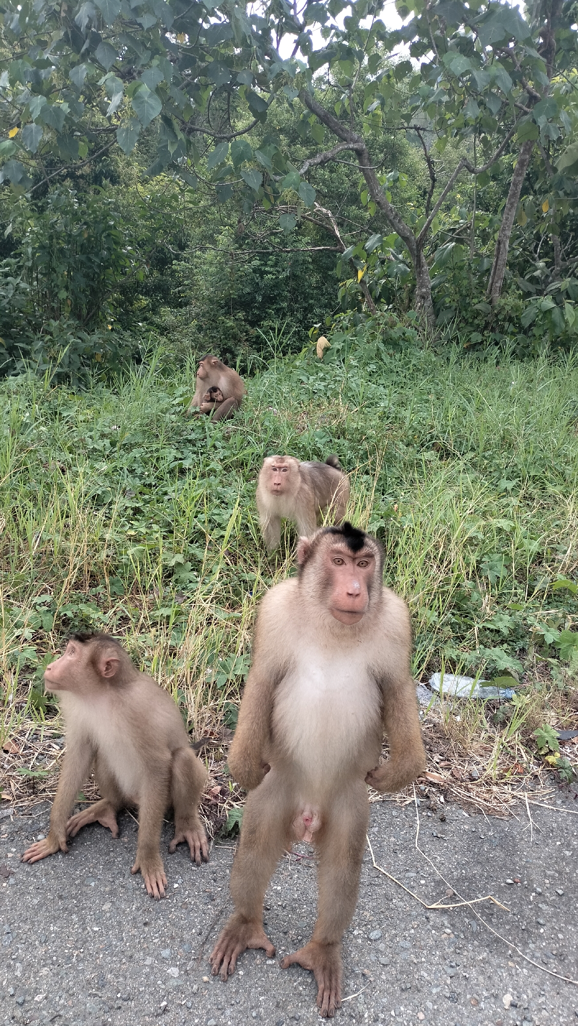 A group of macaque monkeys is captured in a natural setting beside what appears to be an asphalt road. In the immediate foreground, a large, light brown monkey stands upright, facing the camera with its hands placed on its hips, displaying its genitals. To its left, another monkey sits on all fours on the asphalt, looking towards the left side of the frame.
Further back, on a grassy slope that rises from the road, a third monkey stands on all fours, also looking directly at the camera. Even further up the slope and to the left, a fourth monkey is seated, cradling a smaller infant monkey close to its body.
The background is dominated by dense, lush green vegetation, characteristic of a tropical forest or jungle, with tall trees featuring broad leaves visible under an overcast sky. The overall lighting suggests daytime, possibly late morning or afternoon, with no harsh shadows. The ground in the foreground is a mix of asphalt and dry grass/debris, transitioning to thick green grass on the slope. The scene depicts a family or troop of monkeys interacting with their environment, likely in Sukamulia, Indonesia, as indicated by the location context. There is no visible text in the image.