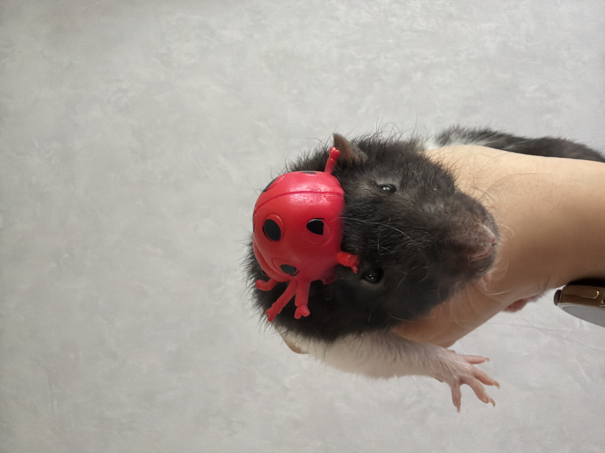 A close-up shot depicts a hooded rat being held in a person's hand, with a red plastic toy ladybug positioned on the rat's head. The rat has black fur on its head and back, blending into white fur around its paws and lower body. One of the rat's paws is visible, revealing slender toes with small claws. The person's hand holding the rat is pale-skinned, and a wristband or watch is partially visible on the wrist. The background is a plain, light gray wall.