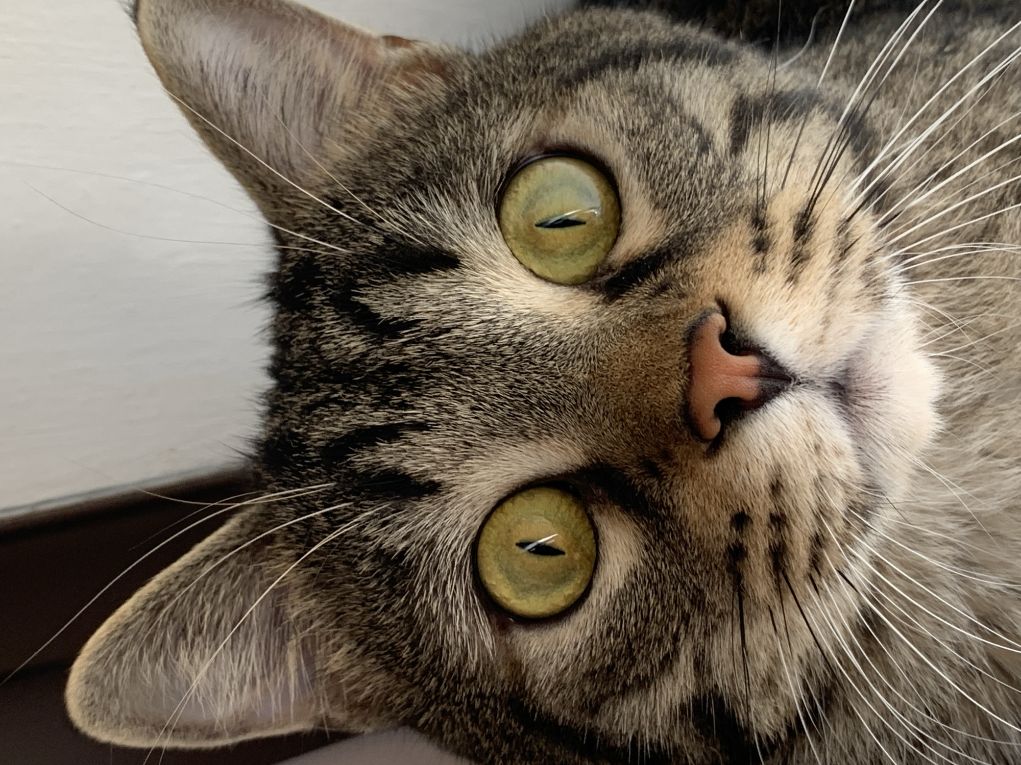A close-up, eye-level, full-frame shot shows the face of a tabby cat. The cat's face is oriented directly towards the camera, with its gaze focused forward. The cat's ears are visible at the top of the frame, angled slightly outward. Its eyes are large and yellow-green, with slit pupils. The cat's nose is pink and appears wet. The fur is a mix of brown, black, and tan stripes, with prominent white whiskers extending from its muzzle. The background is out of focus and appears to be a plain, light-colored wall. The lighting is direct, highlighting the details of the cat's face.