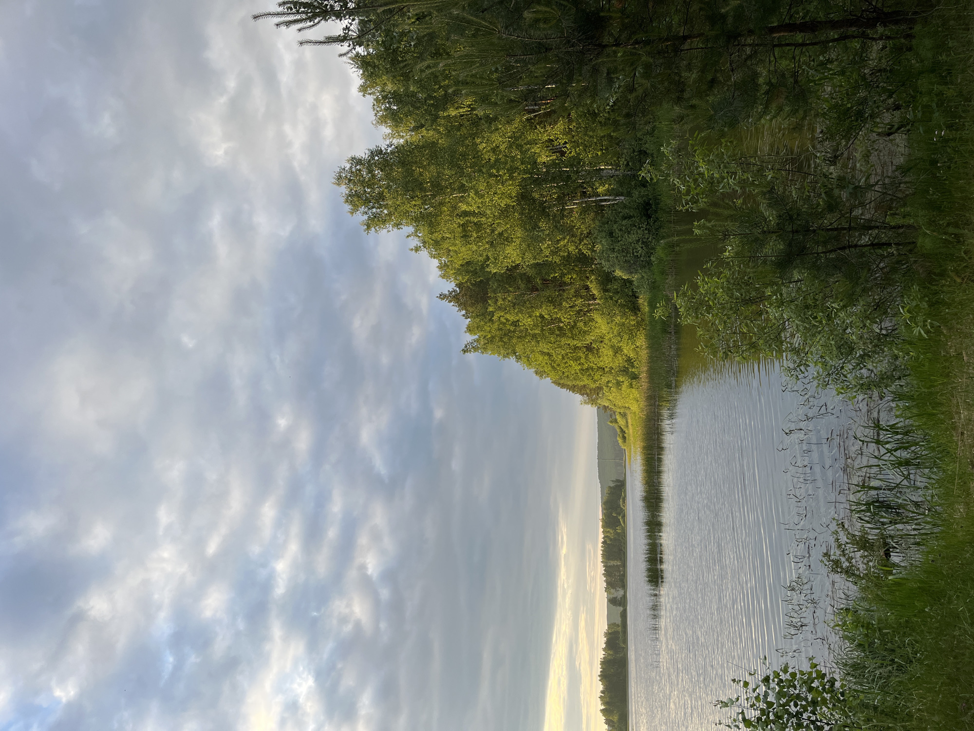 This is a landscape photograph taken at the Kama River embankment in Chaikovsky, Russia. The image depicts a serene natural scene with a body of water, likely the Kama River, in the foreground. The water is calm with gentle ripples, reflecting the overcast sky. Along the right bank, a dense forest of lush green trees, including birch and pine, stretches into the distance. The trees are illuminated by soft, diffused sunlight, creating a warm glow on their foliage. On the left side of the image, the opposite bank of the river is lined with a thinner strip of trees and vegetation. The sky is filled with a textured layer of clouds, ranging from light grey to darker tones, suggesting an impending change in weather. The overall atmosphere is tranquil and natural, capturing the beauty of the Russian landscape. There are no people or artificial structures visible in the frame, emphasizing the pristine natural environment.