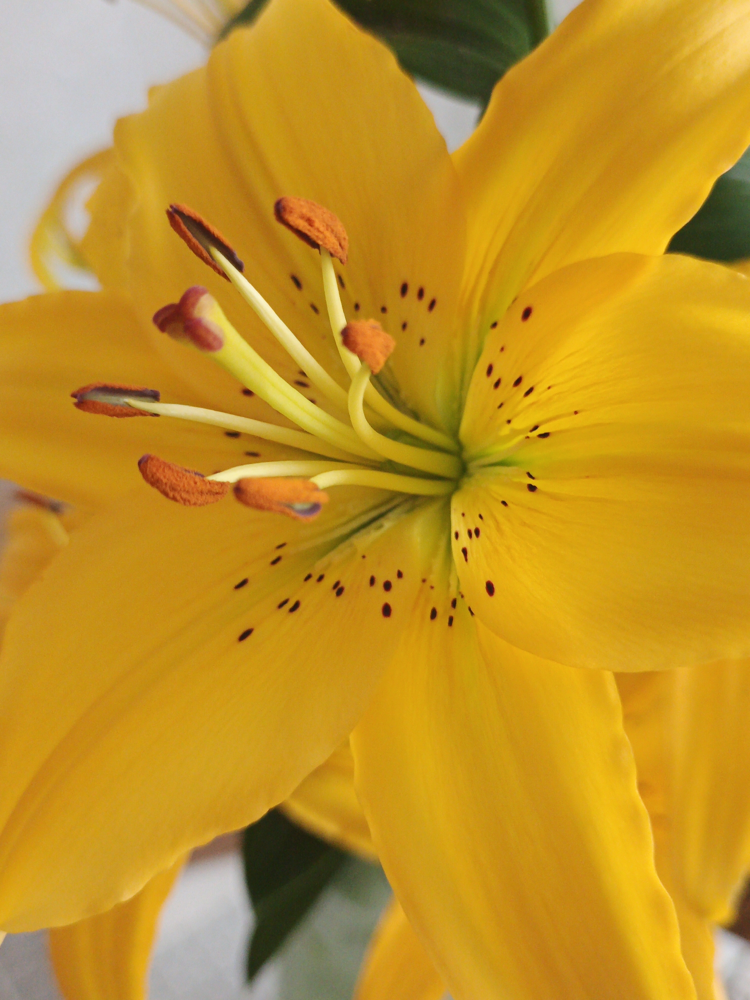 A close-up, vertical shot focuses on the center of a bright yellow lily, showcasing its intricate details. The stamen, with their fuzzy, orange anthers and lighter filaments, are prominently displayed, some tipped with dark purple. The petals are a vibrant yellow, with a subtle green hue near the center, and are speckled with small, dark brown spots. The background is a softly blurred mix of light gray and dark green, suggesting a natural or indoor setting. There is no indication of the city of Medvedyovka, Russia, or any human presence in the image.