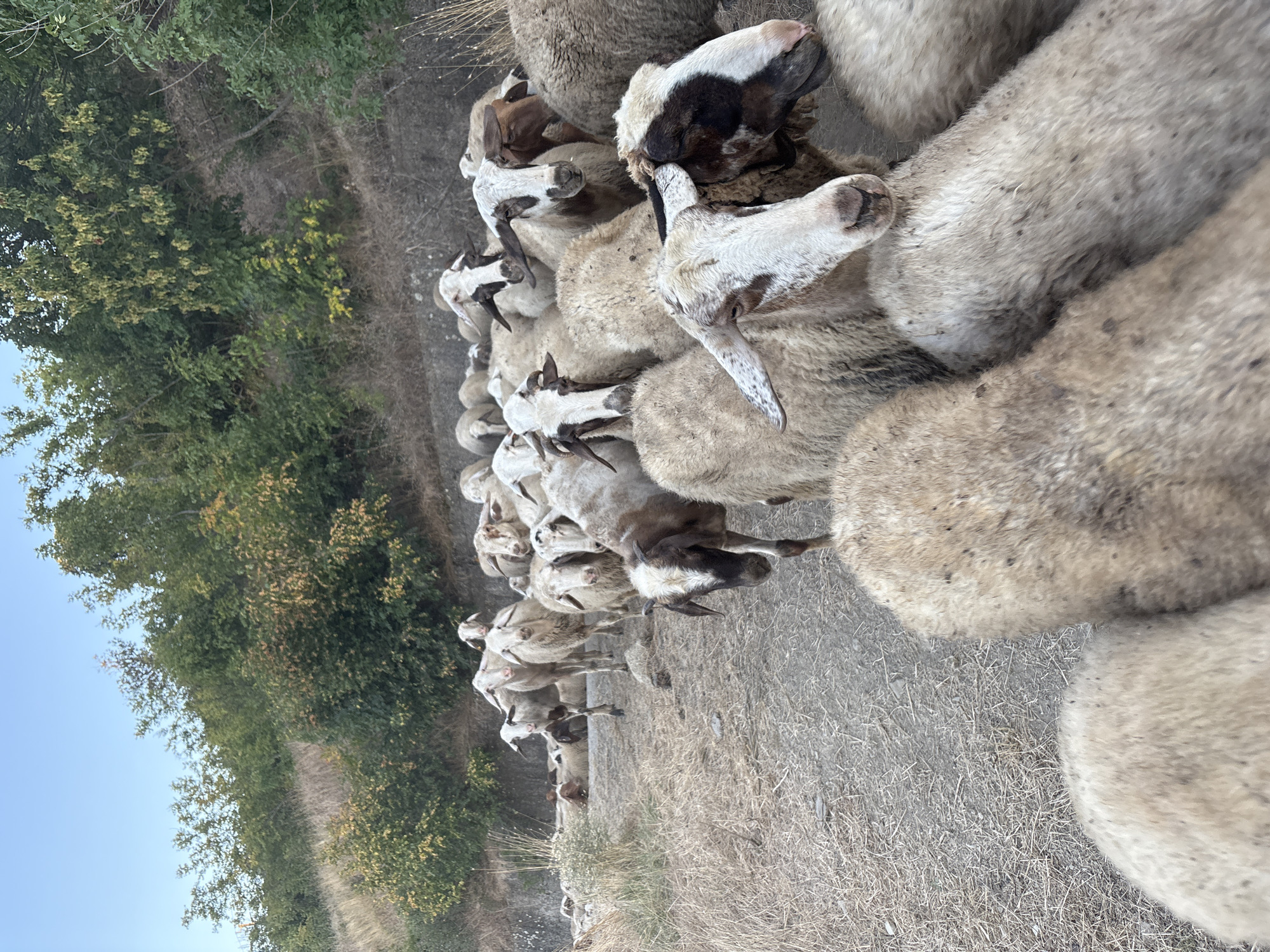A flock of sheep is gathered on a dirt road in a rural area near Orizare, Bulgaria. The sheep are mostly white and brown, with some having black markings on their faces. They are standing close together, with some facing the camera and others looking away. The background consists of a hillside covered in trees and dry grass. The sky is a clear blue. The image appears to have been taken during the daytime.