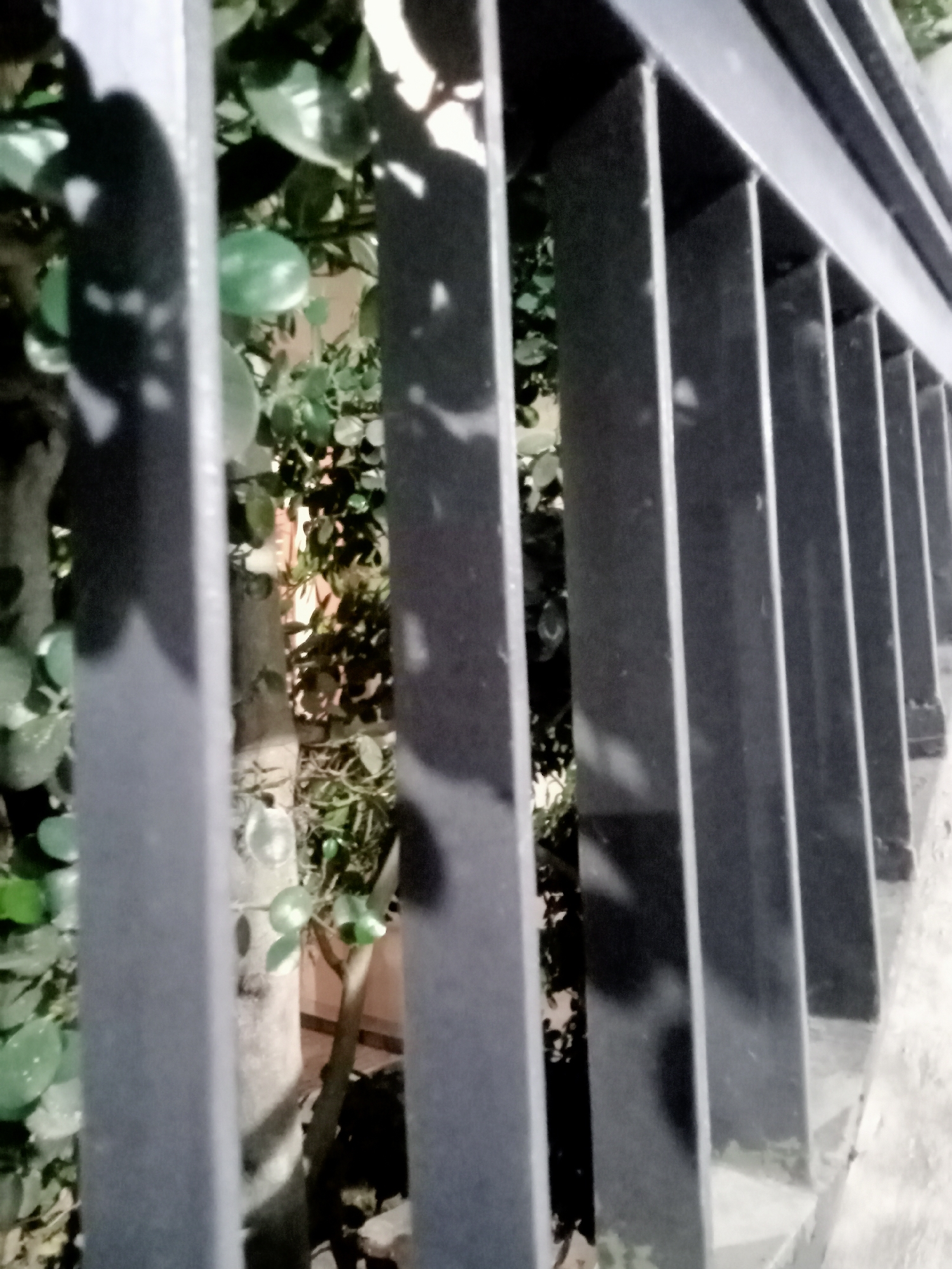 The image captures a close-up view of a dark metal fence in Simo, Indonesia. The fence consists of vertical bars and a horizontal bar across the top. Through the gaps in the fence, lush green foliage of a plant is visible, with its leaves and branches extending into the frame. The lighting suggests it may be evening or a shaded area, casting shadows on the fence and the plant. The background is indistinct, but hints of a light-colored surface, possibly a wall or pavement, can be seen to the right. There are no people or specific actions depicted. The overall scene is a still shot focusing on the texture and patterns created by the fence and the natural elements behind it.