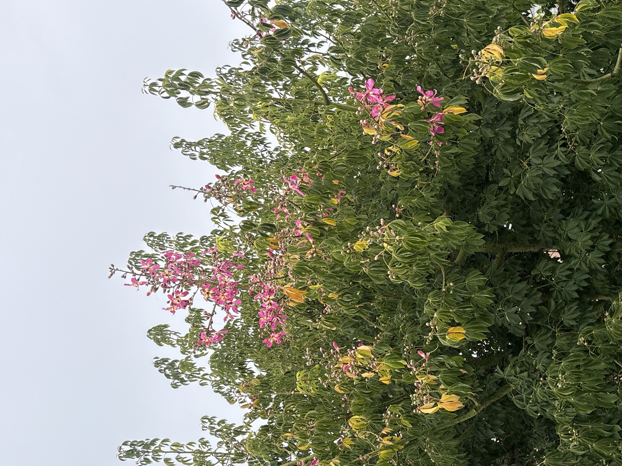 The image shows the canopy of a tree with bright pink flowers and green leaves against a pale sky. The tree appears to be a Silk Floss tree (Ceiba speciosa), characterized by its thorny trunk and vibrant, showy flowers. The trunk is partially visible in the center of the image, displaying the characteristic conical spines. The tree is heavily laden with foliage, with some leaves showing a yellow hue, suggesting the transition to autumn or a natural shedding cycle. Numerous flower buds are also visible throughout the branches, indicating the peak blooming season. The background is an overcast sky, devoid of any distinguishable landmarks or structures, suggesting the photograph was taken from below, looking up into the tree. The overall impression is one of natural beauty and the vibrant bloom of a flowering tree. While the location is stated as San Bernardino Tlaxcalancingo, Mexico, this information is not visually discernible from the image itself.