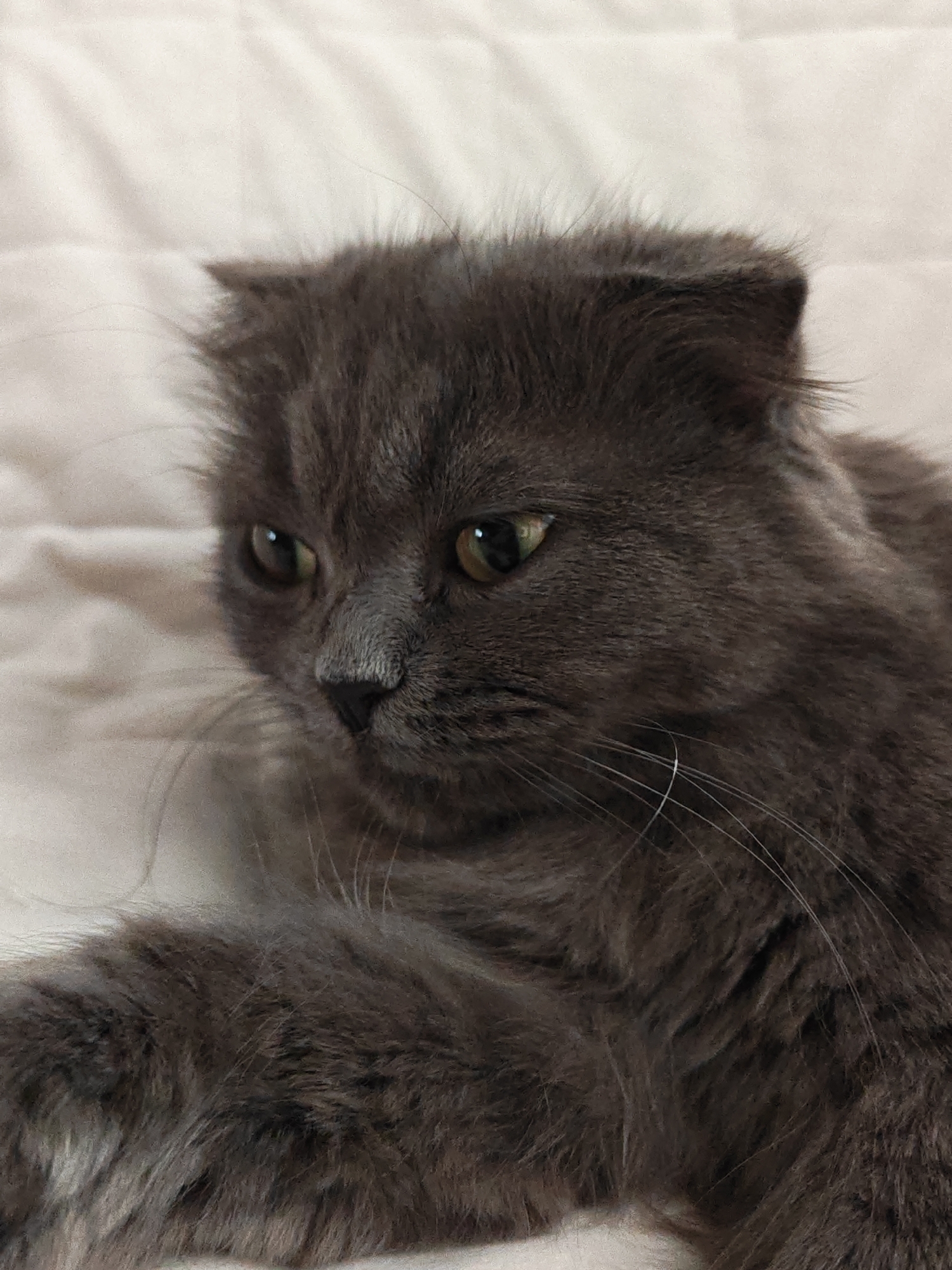 This is a close-up, portrait-style photograph of a long-haired, grey Scottish Fold cat. The cat is lying down on a soft, light-colored surface, possibly a blanket or bed. The lighting suggests it could be indoors during the daytime, with a soft, diffused light source.
The cat's head is turned to the left, with its body extending out of frame to the right. Its distinctive folded ears are visible, peeking out from its thick fur. The cat has large, round, greenish-yellow eyes that are looking off to the side, giving it a thoughtful or slightly curious expression. Its nose is dark grey, and long, white whiskers fan out from its muzzle. The fur is a deep grey color with subtle lighter undertones, and appears fluffy and soft. The background is out of focus, emphasizing the cat as the primary subject. There are no people, visible text, or specific location cues in the image. The overall mood is calm and intimate.