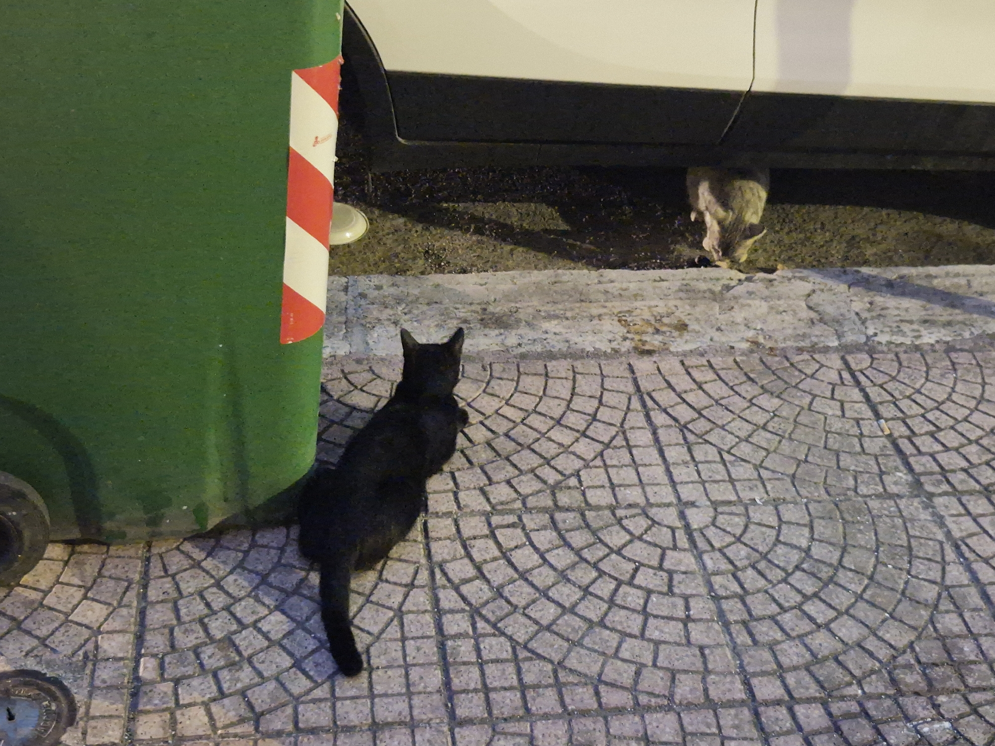 Two cats are present in the image. In the foreground, a black cat is walking on a paved surface, facing away from the camera. Behind the black cat, and partially obscured by a green trash bin with red and white stripes, another cat, appearing to be a tabby, is eating something under a white vehicle. The ground is paved with circular stone patterns. The scene appears to be in an urban environment, possibly a street or alleyway in Taranto, Italy, given the presence of the trash bin and the cobblestone-like pavement. The lighting suggests it is either evening or nighttime.