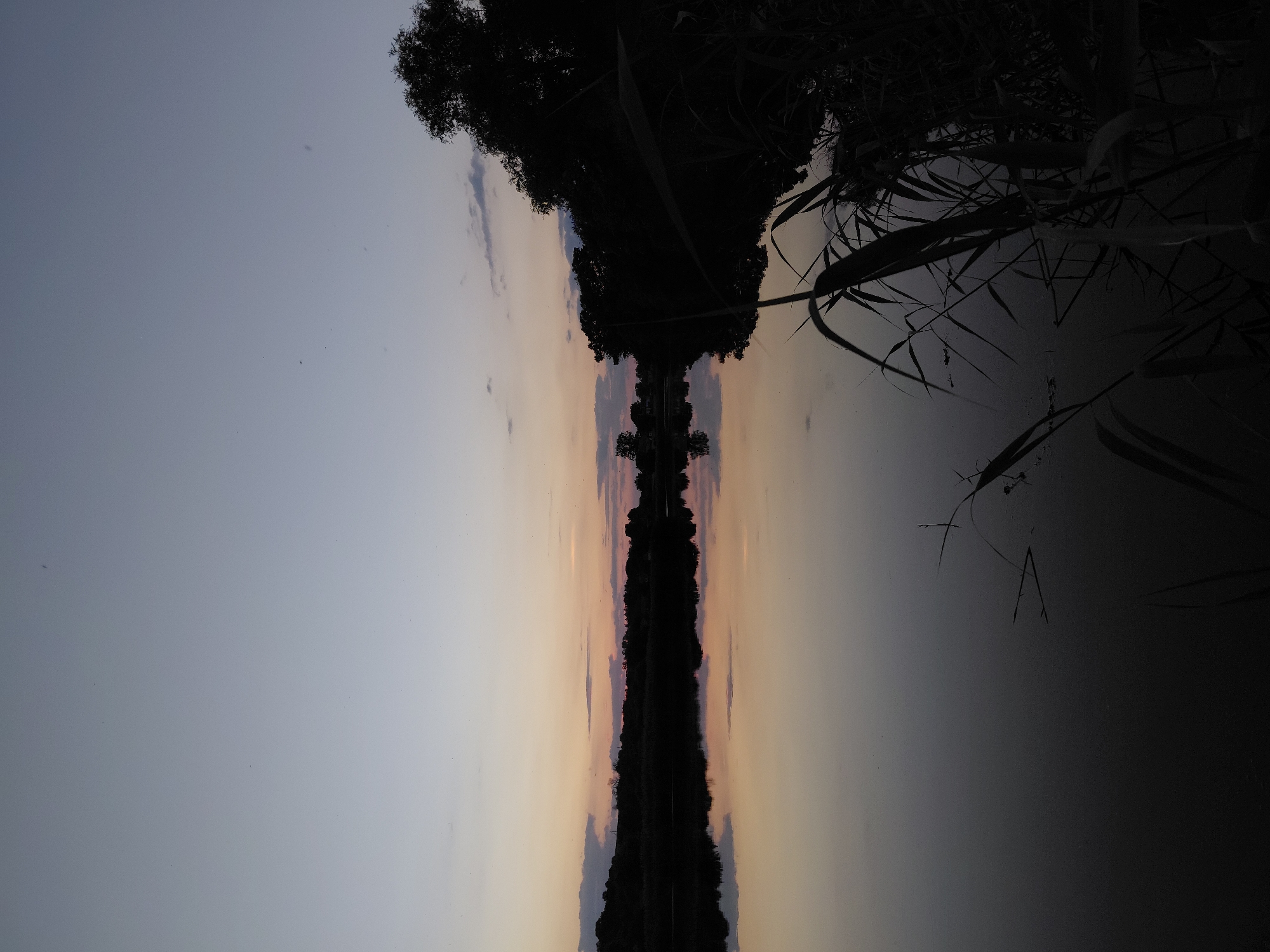 The image depicts a tranquil natural scene at dusk, likely in the vicinity of Ustyvytsia, Ukraine. The sky is a gradient of pale blue and soft orange hues, with a few wispy clouds visible. A calm body of water occupies the lower half of the frame, perfectly reflecting the sky and the silhouetted landscape. The shoreline is lined with dark trees and reeds, creating a stark contrast against the fading light. The water's surface is smooth, with only subtle ripples. In the foreground, tall reeds and grasses are silhouetted against the water, adding depth and texture to the scene. The overall impression is one of peacefulness and natural beauty during twilight.