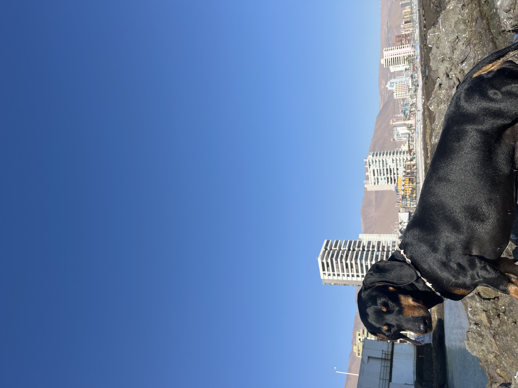 A medium shot shows a black and tan dog wearing a floral beaded necklace standing to the right of the frame, next to a rocky edge of a building in Unknown, Unknown. To the dog's left, a cityscape with several tall buildings rises in front of a mountain range. Above the buildings and mountains, a bright blue sky stretches across the rest of the frame.