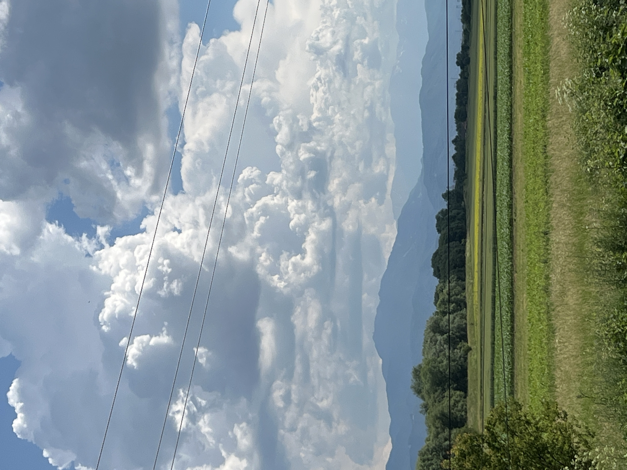 This image depicts a rural landscape with layered elements under a dramatic sky. The foreground consists of tall, dry grasses with some white wildflowers. Behind this, several rows of cultivated fields stretch horizontally, displaying varying shades of green and a strip of yellow, likely crops. A dense line of lush green trees forms a dark barrier behind the fields. Further in the distance, layered mountain ranges fade into a hazy blue. The sky is filled with large, puffy white cumulus clouds against a bright blue sky, with three dark power lines stretching horizontally across the upper portion of the image. The scene is devoid of people and activity. The location is identified as Colonia Bod, Romania.