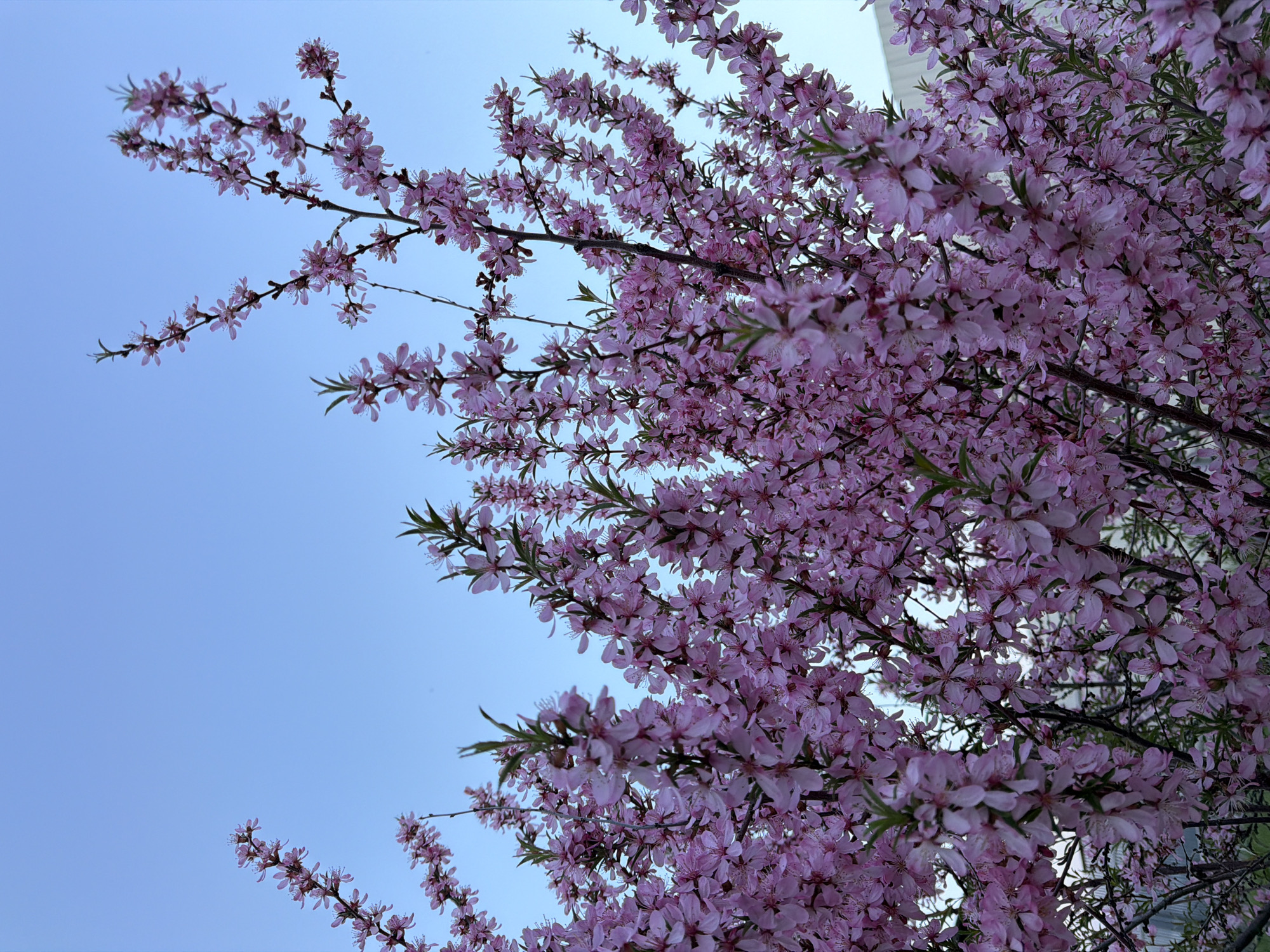 The image shows a flowering tree with pink blossoms against a light blue sky. The blossoms are densely packed on the branches. Some green leaves are visible among the blossoms. The location is likely Chaikovsky, Russia, but there are no explicit identifying features confirming this. The photograph appears to be taken from a low angle, looking upwards into the tree's canopy. There are no people, subjects, actions, or interactions present in the image. A section of a white building is visible at the top right of the image.