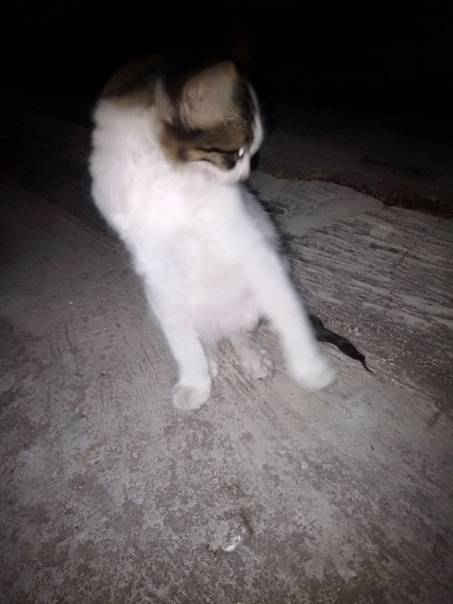 A fluffy white and brown cat is crouched on a textured concrete surface in dim lighting. The cat is looking down and to the left, with its body partially turned away from the camera. Its fur is long and appears soft, with distinct brown markings on its head and back. One of its paws is extended forward, resting on the concrete. The background is dark and out of focus, suggesting it might be nighttime or a poorly lit area. The concrete surface has a rough, uneven texture with some lighter and darker patches. A thin, dark object, possibly a shadow or a small creature, is visible to the right of the cat, partially obscured by its body. The overall impression is of a domestic scene, possibly outdoors at night, with the cat engaged in a moment of quiet observation or play. The lighting is low, casting soft shadows and blurring some details, contributing to a slightly mysterious or candid feel. There is no visible text in the image.