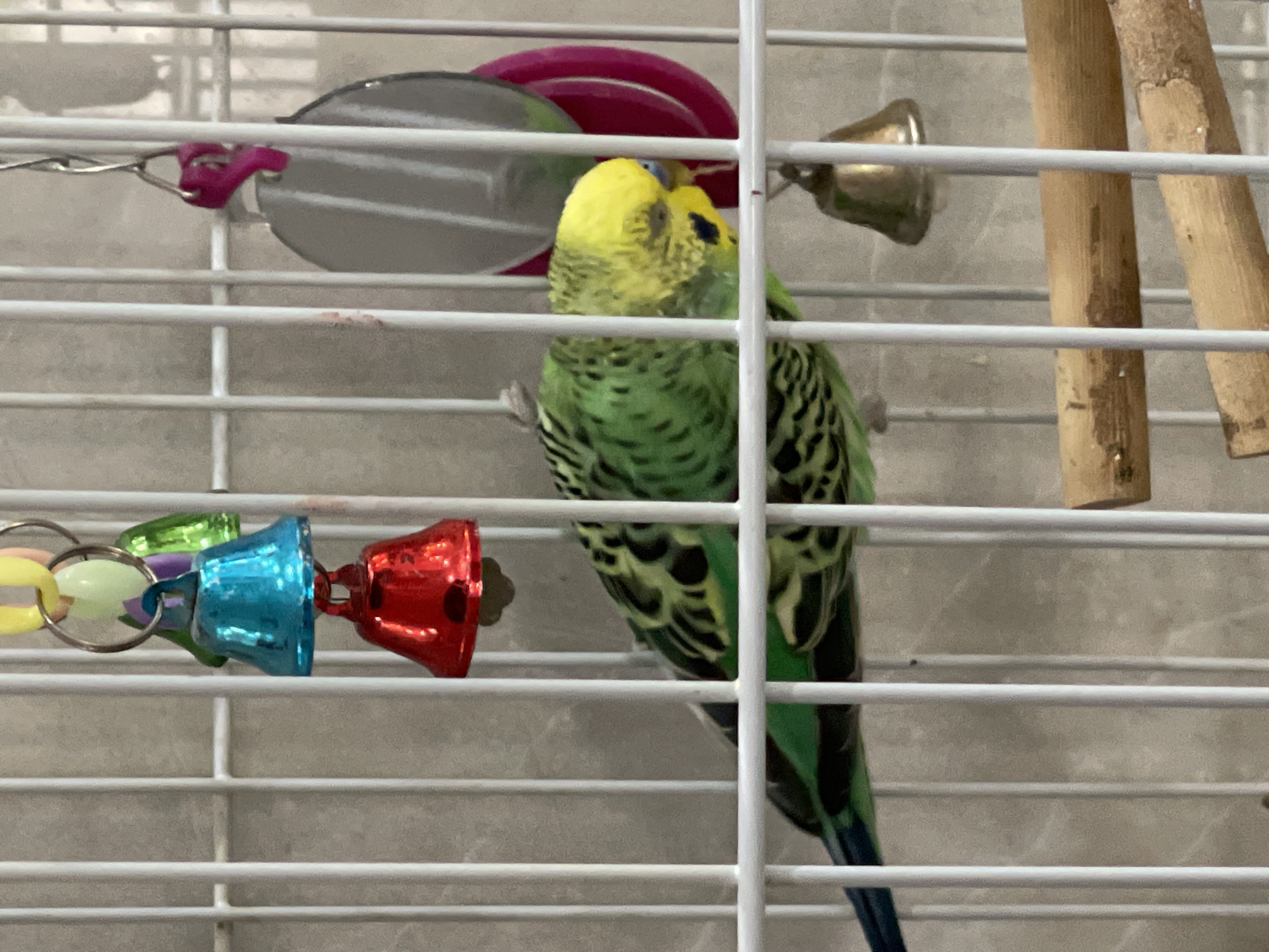 A green and yellow parakeet is perched inside a white wire cage. The parakeet is facing right, its head turned slightly towards the viewer. The cage contains several toys, including a set of colorful bells (green, blue, and red) and a grey and pink toy. A wooden perch is visible to the right of the parakeet. The background is a neutral beige wall. The location is not discernible from the image.