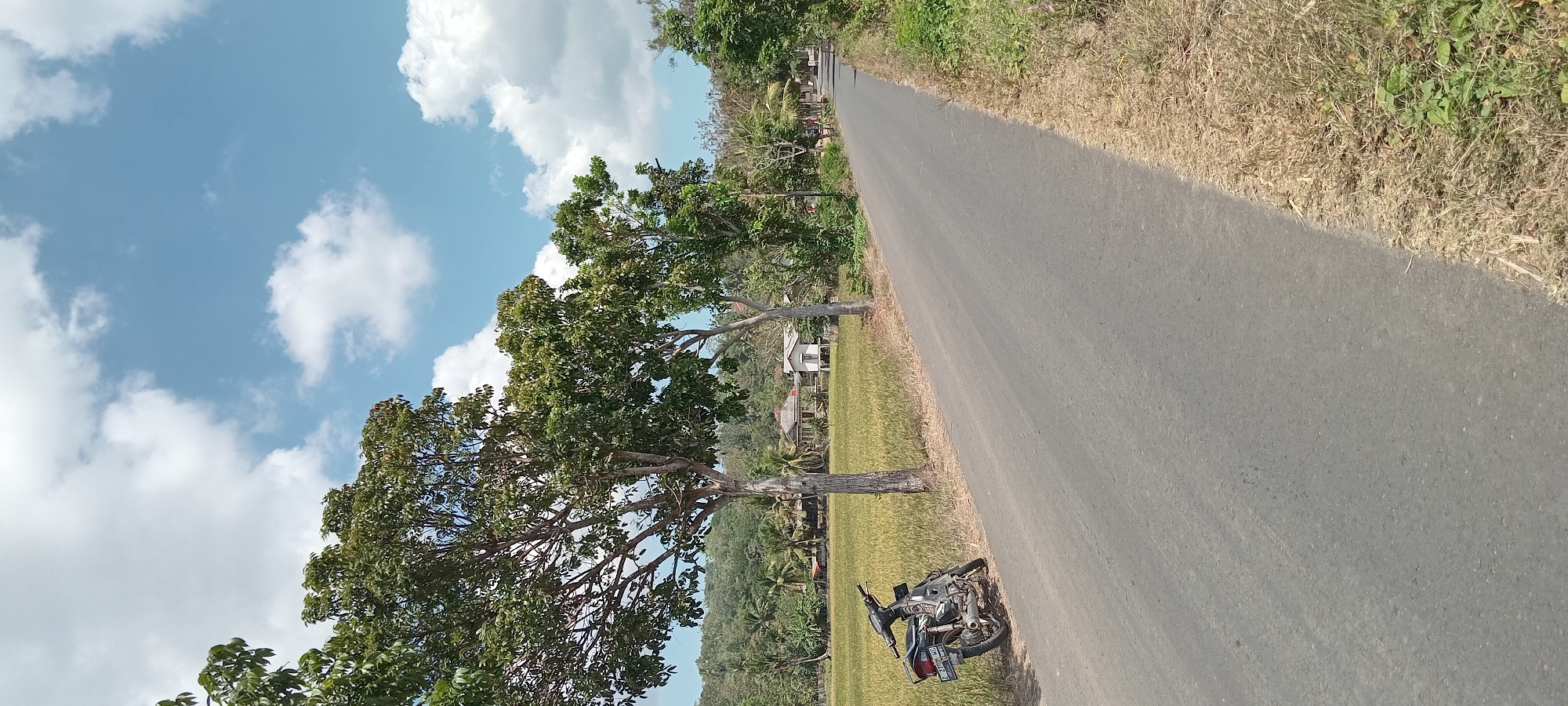 The image depicts a rural roadside scene in Paledah, Indonesia, under a bright blue sky with scattered white clouds. A paved road runs diagonally from the lower right to the upper left of the frame. On the left side of the road, a dark-colored motorcycle is parked on the dry grass verge. Adjacent to the motorcycle and the verge is a field of mature, golden-colored crops, likely rice paddies. Several large trees with lush green foliage stand along the edge of the field and the roadside, providing shade. In the background, beyond the field, are a few houses with white walls and red or brown roofs, nestled amongst more trees and verdant hills that form a backdrop. The overall impression is one of a peaceful, sunlit day in an agricultural area.