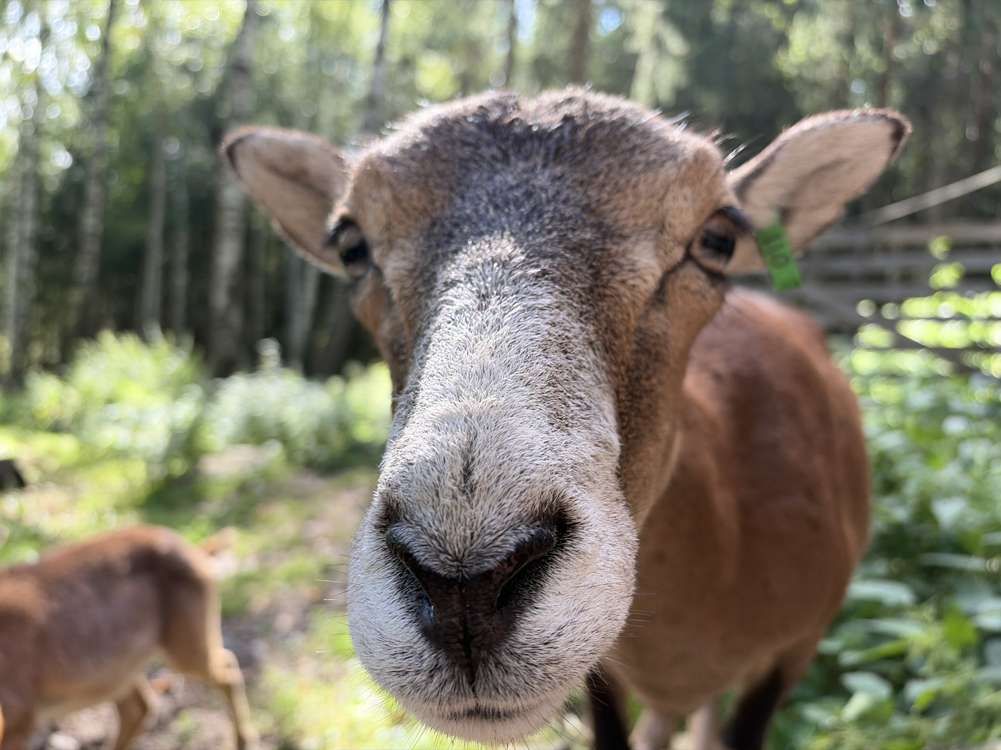A close-up, low-angle, medium shot shows the head of a brown mouflon sheep. The sheep's nose is the closest point to the camera, filling the lower half of the frame. The sheep's eyes are visible, and a green tag is attached to its right ear. In the blurred background, a second mouflon sheep is visible to the left, and a wooden fence can be seen to the right. The environment is outdoors, with trees and foliage in the background, suggesting a natural setting. The lighting indicates it is daytime. There is no indication of the location being within the city of Tangen, Norway.