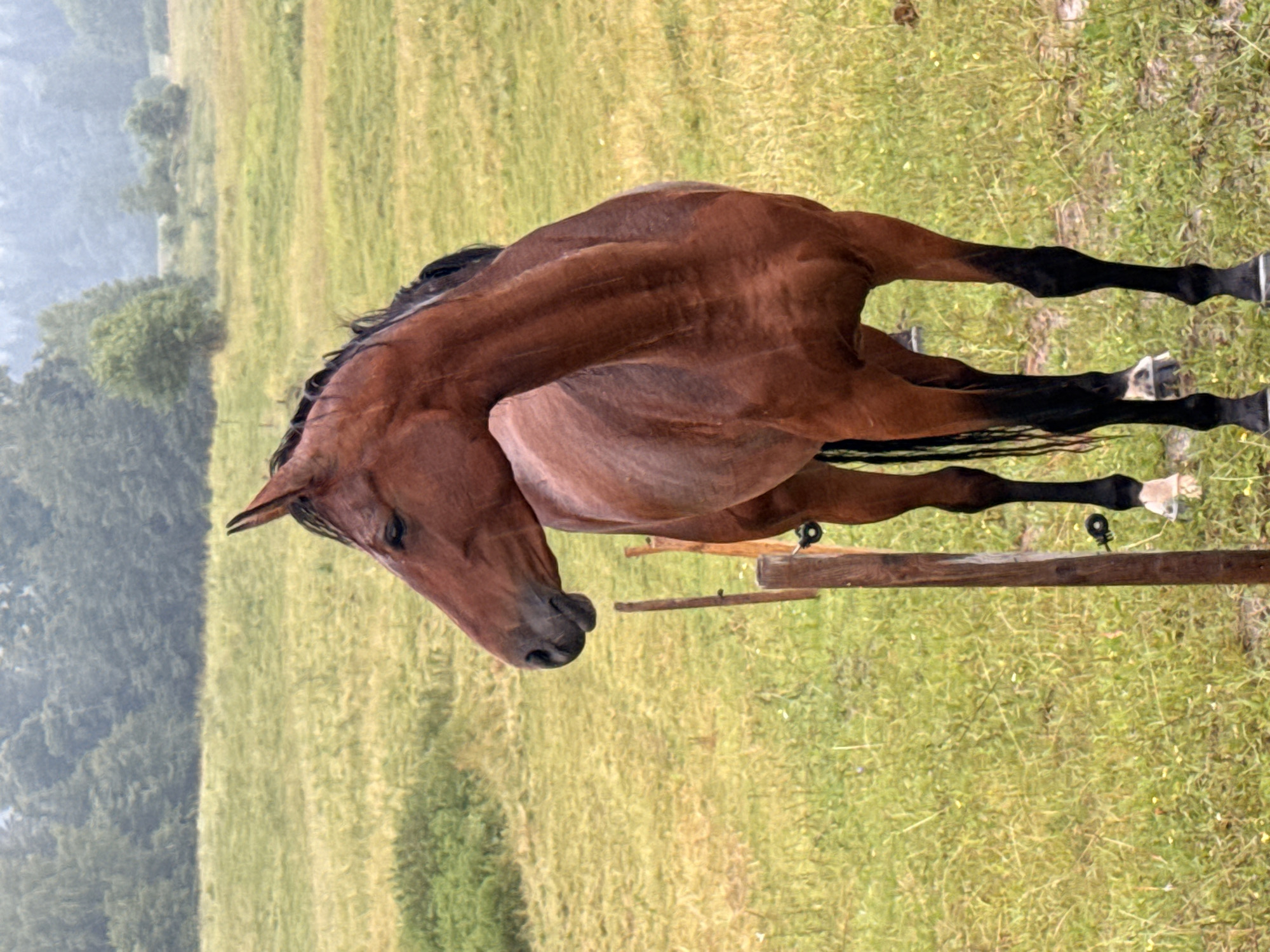 A brown horse is standing in a grassy field in the city of Galinė, Lithuania. The horse is facing left and looking away from the camera. It has a long neck and a dark mane. The field is covered in green grass with some yellow flowers. In the background, there are trees and a cloudy sky. There is a wooden post in the foreground with a black wire attached to it. The ground appears to be wet, suggesting recent rain.
