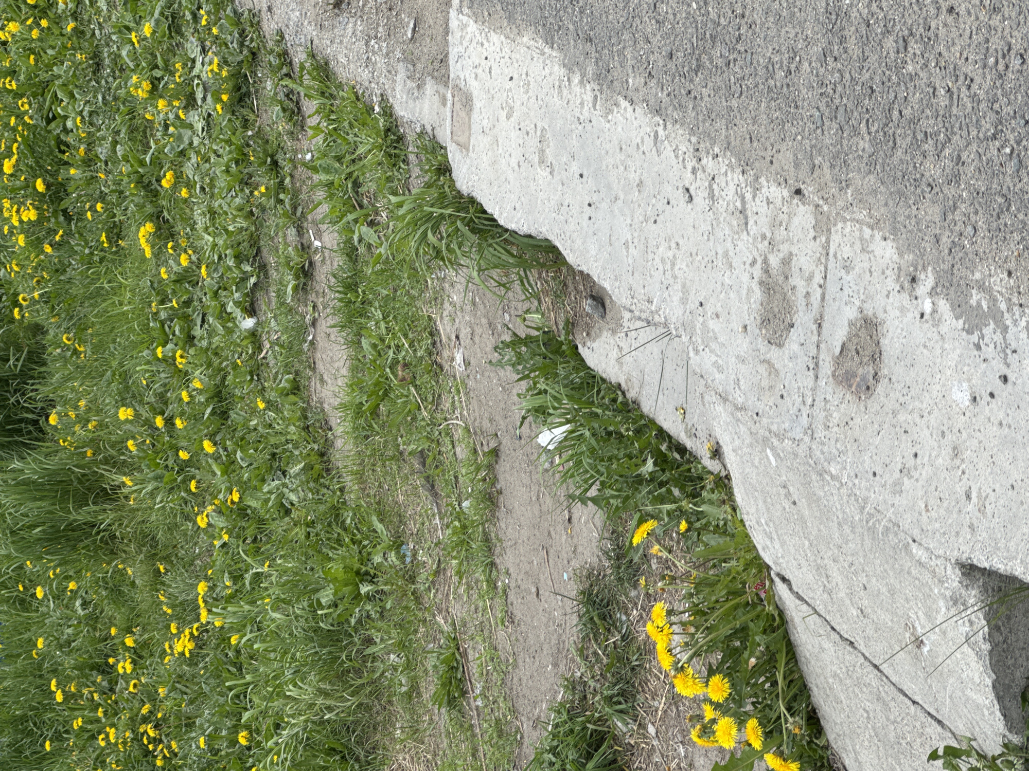 The image shows a ground-level view of a grassy area with many yellow dandelions, bordering a concrete curb and an asphalt surface. The grass is tall and somewhat unkempt, with patches of bare earth visible in some areas. The concrete curb appears weathered and cracked, with some dirt and debris on its surface. The asphalt road shows a typical texture of a paved surface. The scene suggests an outdoor environment in a city, possibly a roadside or park area. There are no people or animals visible in the image.