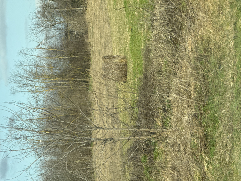 The image displays a rural landscape located in the city of Zarevo, Russia, under a light blue sky with scattered faint cloud formations. The foreground consists of dry, light brown grass interspersed with patches of green vegetation and several leafless deciduous shrubs and small trees on the left. In the midground, a single, weathered, cylindrical hay bale, dark brown in color, rests on a patch of green grass amidst predominantly dry, lighter brown grass. The background is occupied by a dense line of bare, deciduous trees forming a forest edge, characterized by numerous vertical trunks and an absence of foliage. No individuals, animals, structures, or discernable human activity are present in the scene.
