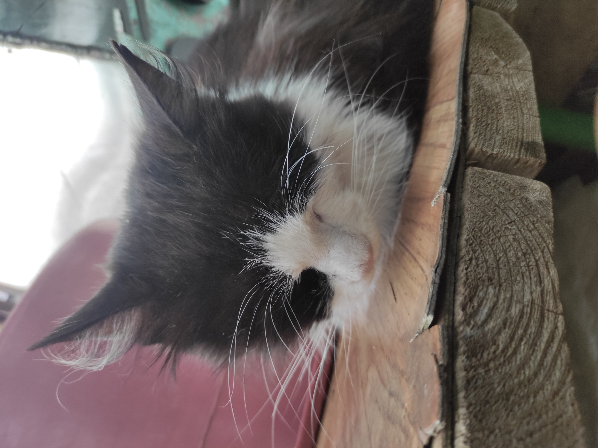 A close-up, eye-level shot captures a black and white kitten resting on a wooden surface. The kitten's head is bowed, with its eyes closed, and its nose, a pale pink, is visible. Long white whiskers fan out from its face. The kitten's fur is predominantly black with a white chest and muzzle. The wooden surface appears weathered, with visible grain and a slightly cracked texture in the foreground. In the background, a pink object and a blurred green area are present. The lighting is natural and casts a soft glow on the subject. The setting is outdoor, possibly a yard or porch. The exact location within a city is not discernible from the image.