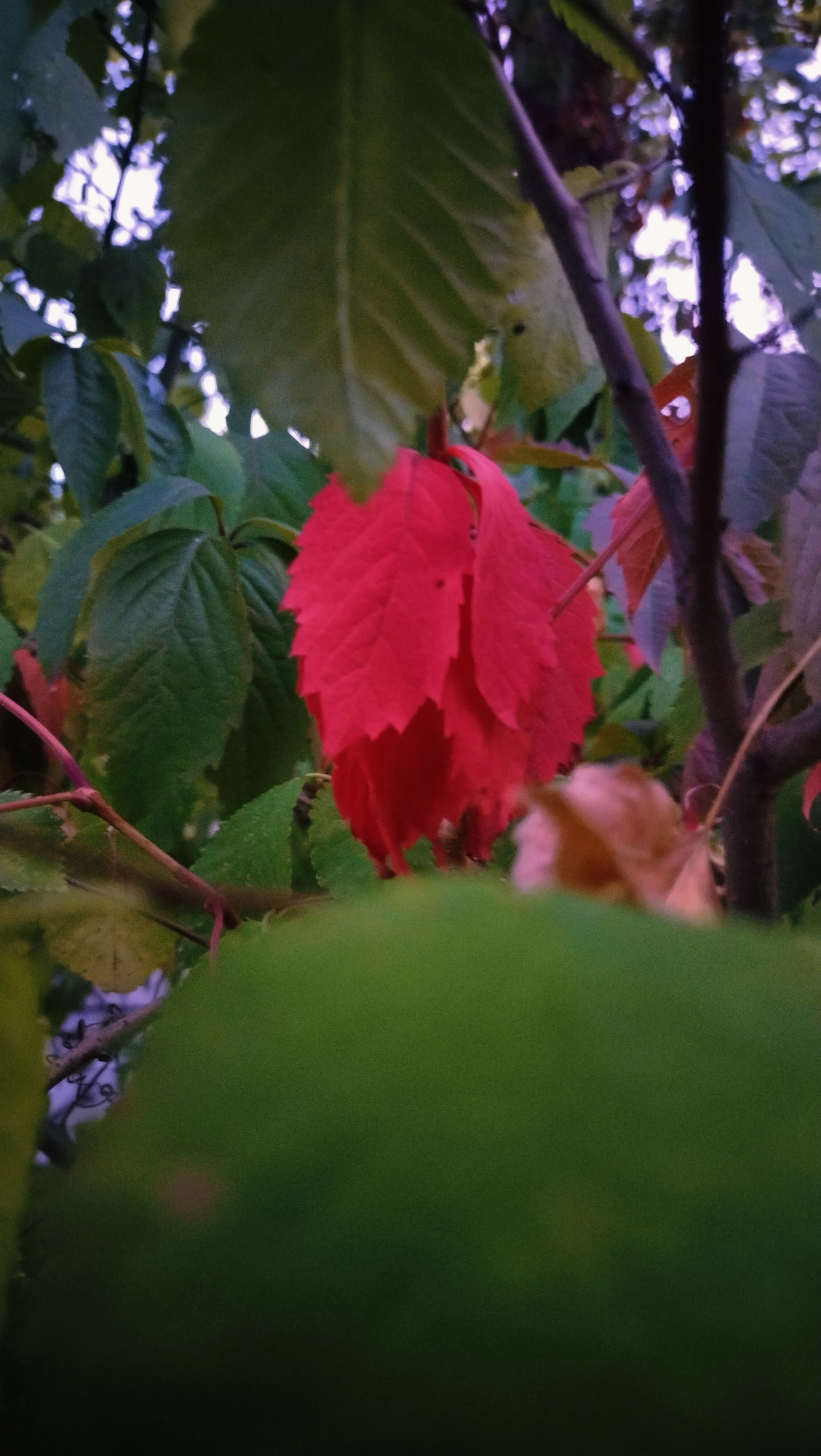 This is a close-up, vertical-format photograph of foliage in the city of Horishni Plavni, Ukraine. The central focus is a cluster of vibrant red leaves, likely from a vine, hanging from a thin branch. These red leaves are sharp and defined, with serrated edges. Behind and to the left of the red leaves are larger, out-of-focus green leaves with visible veins. To the right and behind the red leaves, branches of varying thickness are visible, some with a reddish-brown hue, and further back, there are glimpses of more green leaves and blurred, bright light, suggesting sky or distant foliage. In the foreground, a large, very blurry expanse of green fills the bottom half of the frame, obscuring the ground or lower parts of the plants. The overall lighting appears to be dim, possibly indicative of early morning or late evening. There are no people or animals present in the image.