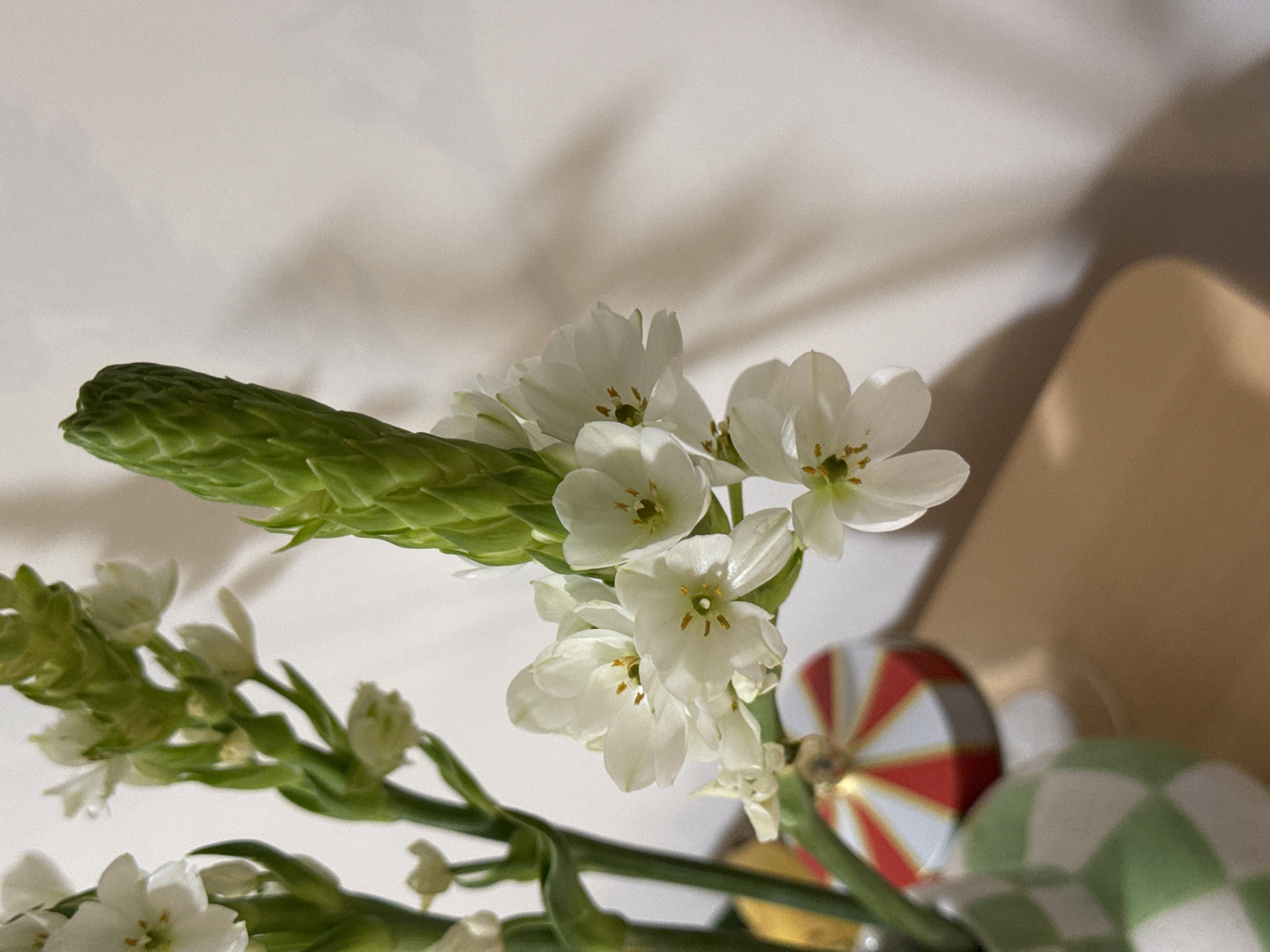 A close-up shot shows a cluster of white ornithogalum flowers in bloom, with a long green flower bud. A white background is in soft focus, with shadows. Two decorated ornaments are located in the background, in shades of red and green. The location is unknown.