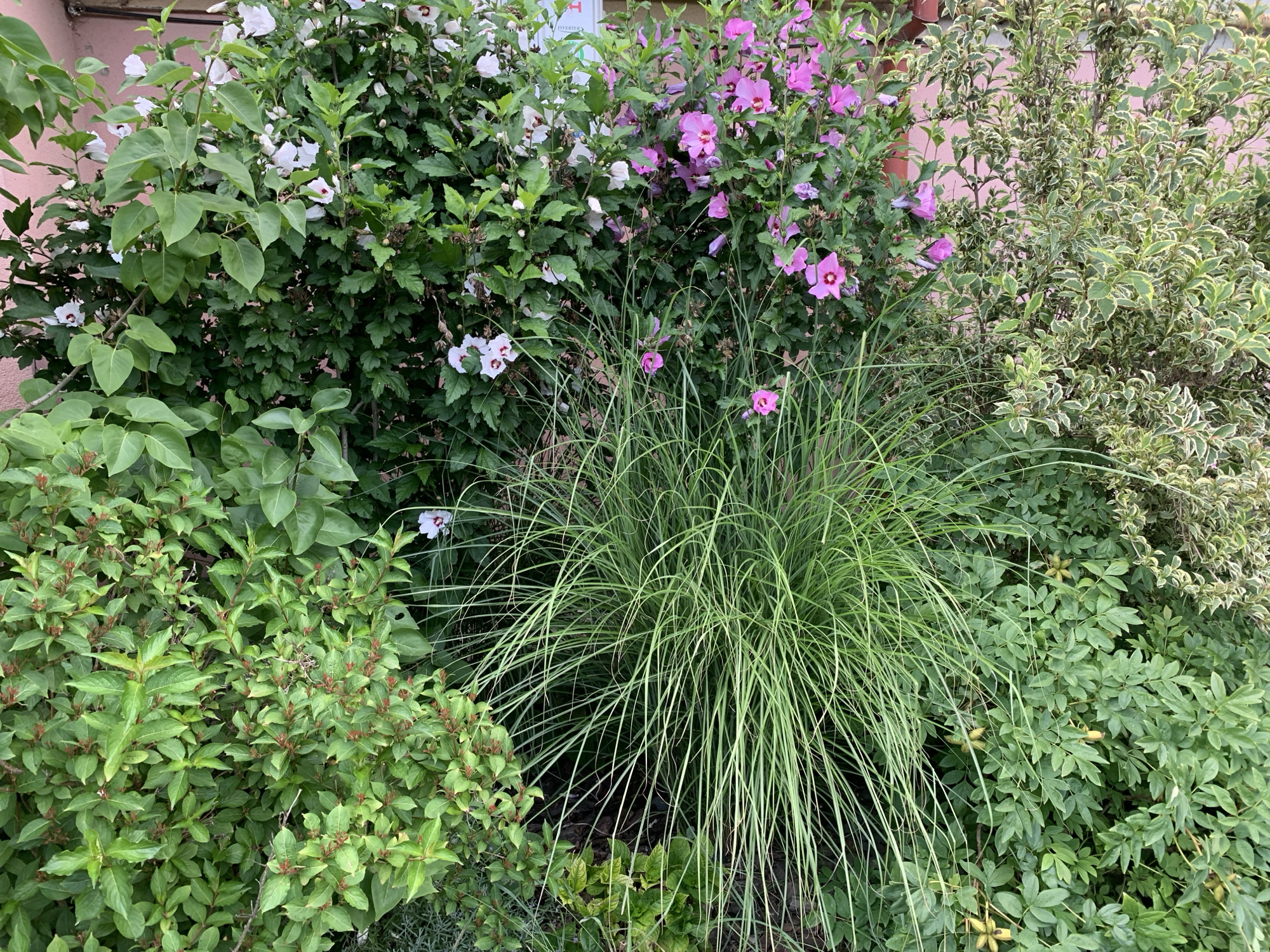 A close-up, eye-level, outdoor shot displays a lush garden scene with a variety of green foliage and flowering shrubs. In the center, a clump of thin, light green ornamental grass spills outwards. To the left and behind the grass are flowering shrubs with green leaves and clusters of white and pink hibiscus flowers. To the right of the grass and further back, there is a shrub with variegated green and white leaves. The background shows a pink wall. No people are present in the image. The scene is likely a residential garden or park in Kolomyia, Ukraine, given the context.