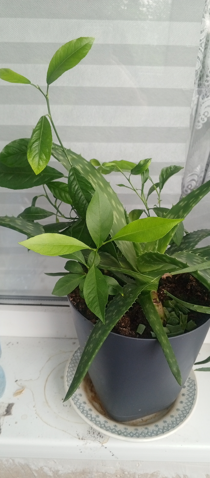A close-up, eye-level, vertical shot captures a potted plant placed on a windowsill. The plant appears to be a combination of at least two species. One is an aloe vera plant with thick, spiky, green leaves. Intertwined with the aloe are thinner, more delicate green stems with oval-shaped leaves, possibly a citrus sapling. The plants are in a dark gray pot with a decorative saucer. The background consists of a white, horizontally-striped blind and a partially visible lace curtain. The windowsill itself is white and appears somewhat weathered and stained. The lighting suggests it is daytime, with light filtering through the blinds. No people or animals are visible in the image. The scene is indoors, likely a residential setting, given the windowsill and window treatments. There is no specific information in the image to indicate its location in the city of Nevinnomyssk, Russia.