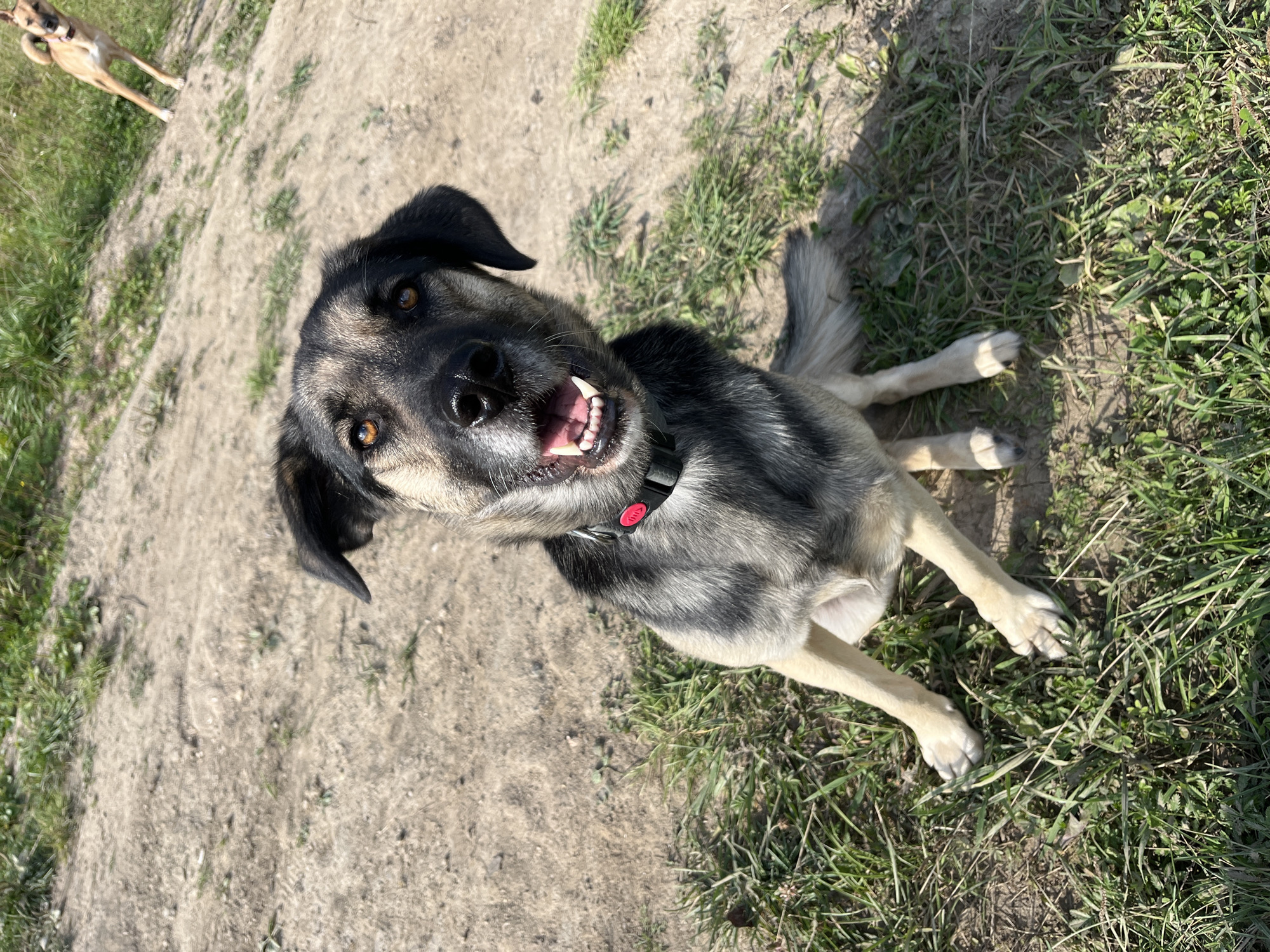 A medium-sized, mixed-breed dog with grey, black, and tan fur is sitting on a dirt and grass patch outdoors. The dog is wearing a black collar with a red buckle and is looking directly at the camera with its mouth open, panting. Its eyes are amber-colored. In the background, another lighter-colored dog is visible, running or standing in the distance. The environment appears to be a park or an open field with dry dirt and sparse green grass. The scene is brightly lit by sunlight. There is no identifiable location in Nizhny Tagil, Russia.