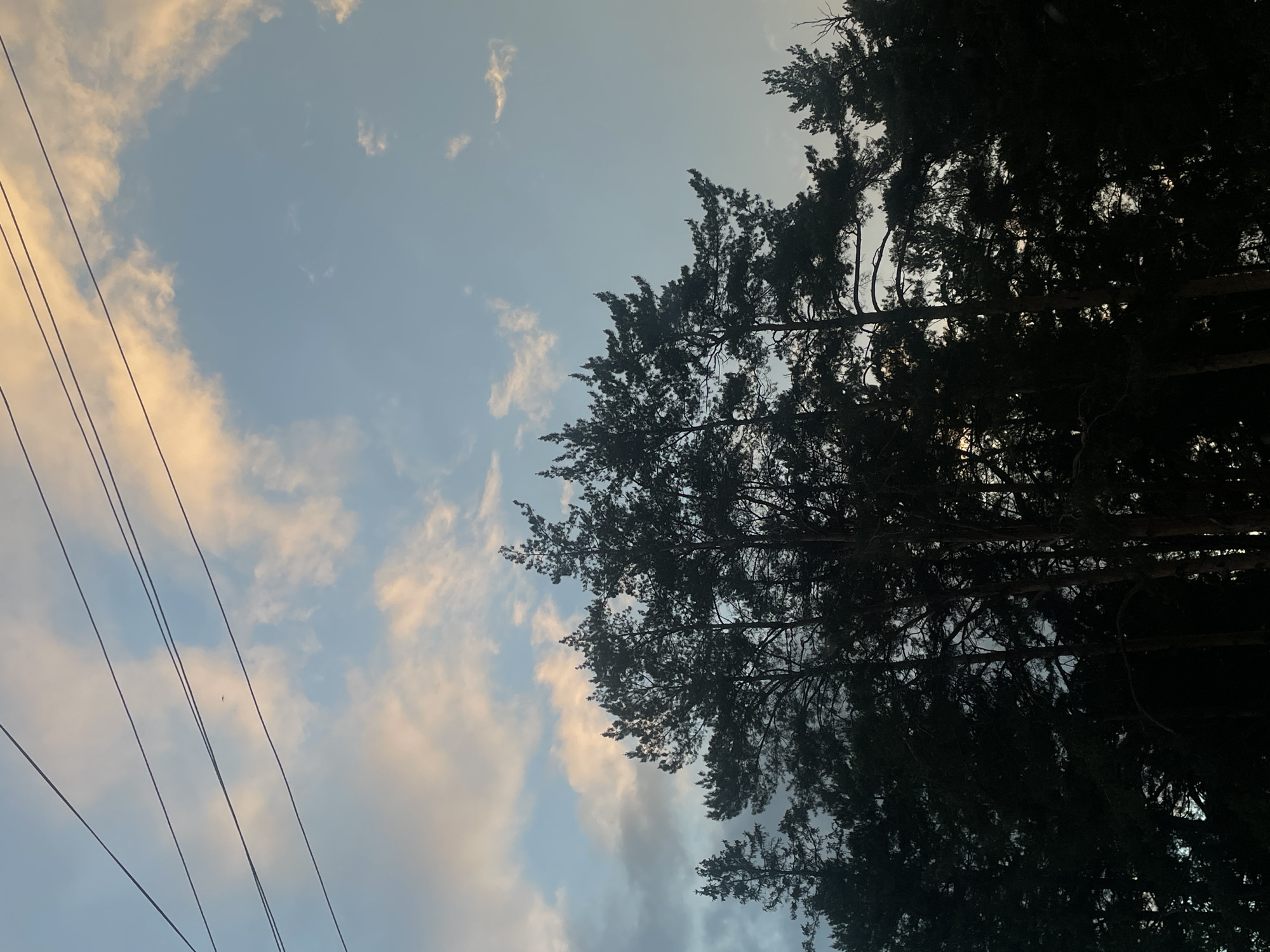 An outdoor image, oriented vertically, captures a view of the sky, clouds, power lines, and tree silhouettes. The upper part of the frame is dominated by a light blue sky, indicating clear weather. Scattered clouds, varying from soft white to pale yellow and grayish tones, drift across the sky, suggesting atmospheric depth and indirect sunlight.
On the left side, multiple dark, thin power lines run diagonally from the lower left to the upper right, intersecting the clear sky and clouds. A very small, distant bird is visible against the light sky, near the power lines in the left-center.
The right side of the image is filled with the dark silhouettes of dense, coniferous trees, likely pines. Their branches and needle-like foliage create an intricate, almost black, textured mass against the lighter sky, with glimpses of sky visible through gaps in the canopy. The prominent silhouetting of the trees and the warm highlights on some clouds suggest the photograph was taken during either sunrise or sunset, likely late afternoon or early evening. The scene portrays a tranquil natural setting. No specific human activity or visible text is present. The provided context indicates the location is Votkinsk, Russia.