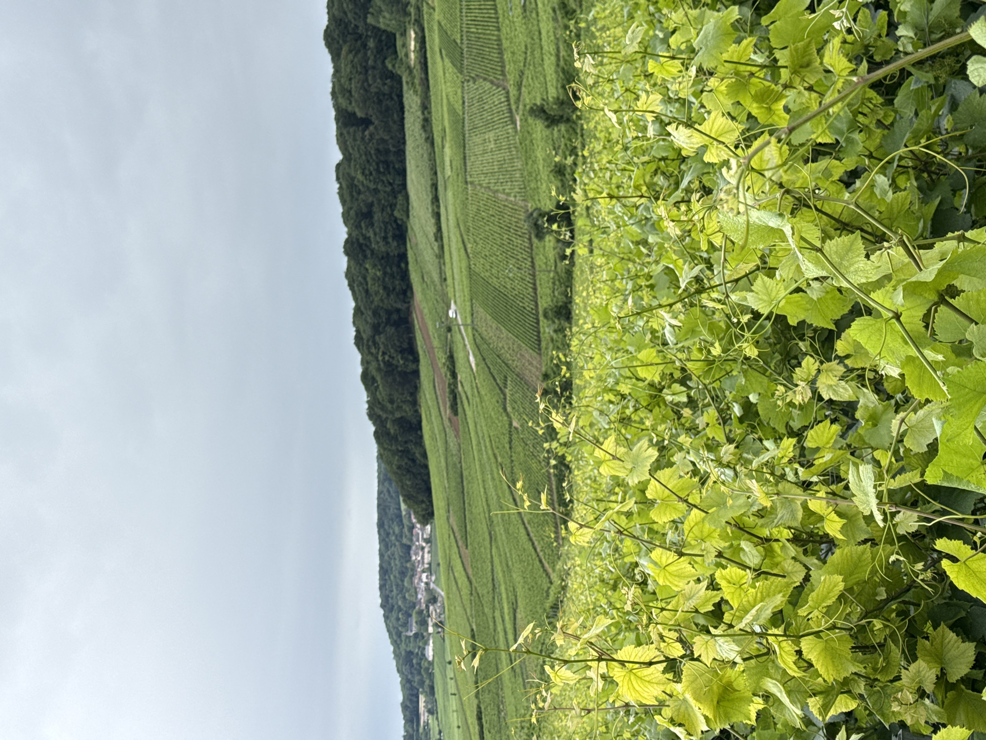 This vertically oriented image, appearing rotated 90 degrees clockwise, captures a verdant vineyard landscape under an overcast sky in Champillon, France.
In the foreground, occupying the right side of the frame, are bright green, slightly out-of-focus grapevine leaves and delicate tendrils, showcasing the lush growth of the vines.
The midground reveals an expansive network of meticulously cultivated grapevines, stretching diagonally across the image from the bottom-left to the upper-right. These rows form distinct, undulating patterns across the gently sloping terrain, characteristic of a major wine-growing region. Patches of darker soil or pathways are visible between sections of the vineyard.
Along the left side of the frame, a dense, dark green forested hill rises, providing a striking contrast to the lighter green of the vineyards. At the distant base of this hill, a small, clustered village with light-colored buildings can be seen, nestled within the landscape.
The upper-left corner of the image is dominated by a pale, light grey, overcast sky, indicating diffused lighting and a cloudy daytime. No direct sunlight is apparent.
The scene depicts a tranquil agricultural landscape. There are no people visible, nor any discernible text. The location context of Champillon, France, strongly identifies this as a view within the renowned Champagne vineyards.