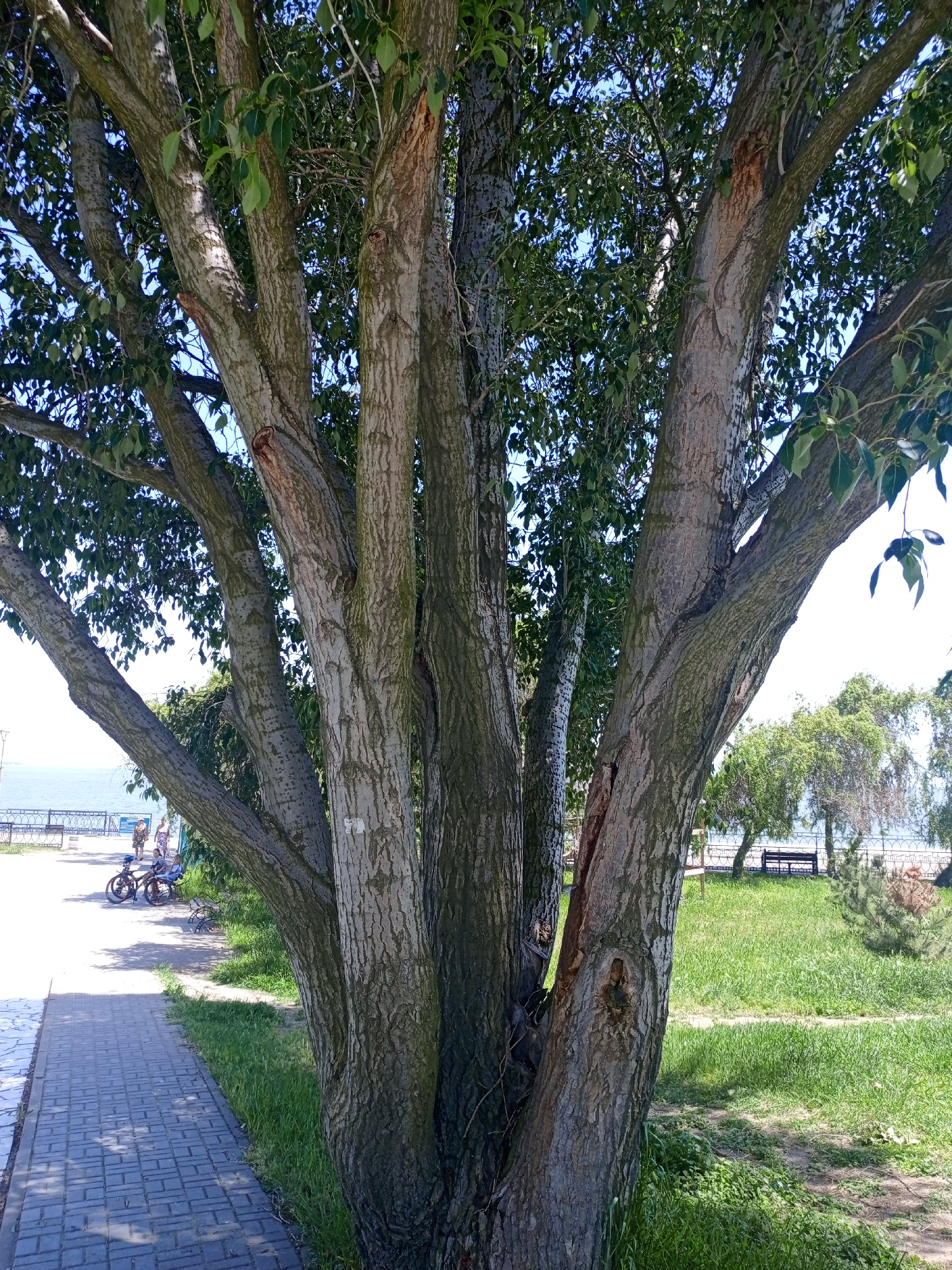 A large, multi-trunked tree dominates the right side of the frame, its branches extending towards the top and left. The bark is textured and gray. The tree is situated on a grassy area, which occupies the right middle-ground. A paved brick walkway is on the left. Beyond the walkway, there is a railing and a body of water, possibly a lake or sea. On the walkway, there are several individuals, including people sitting on a bench and children on bikes. The overall environment appears to be a park or public recreation area. A bench can also be seen on the grass further in the background. The sky is visible through the tree's leaves.
