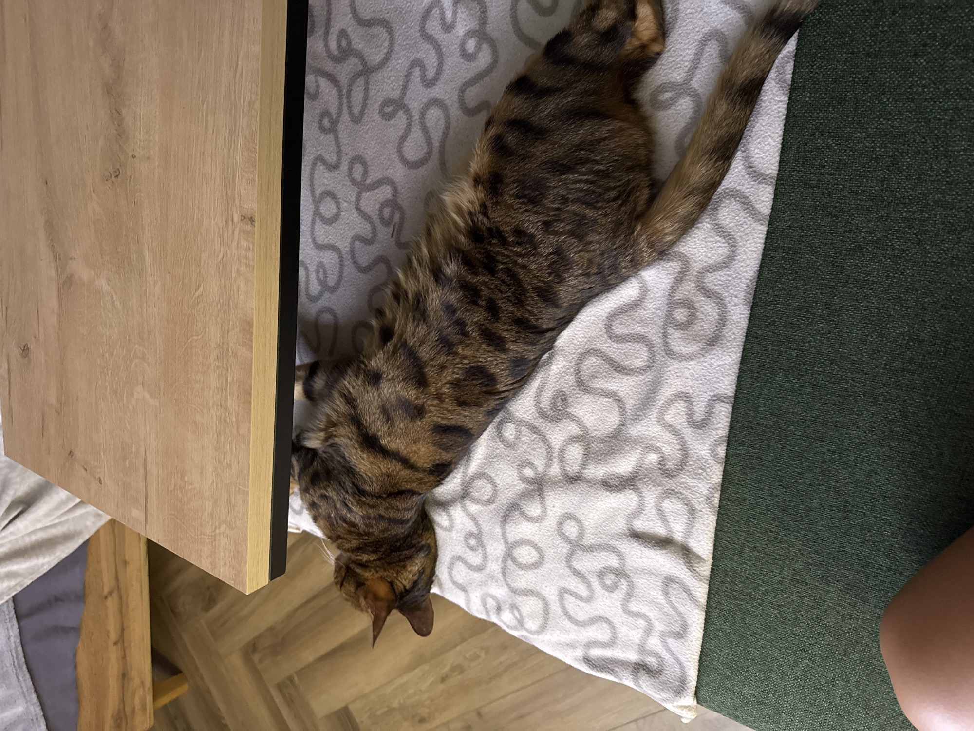 A full body shot shows a Bengal cat sleeping on a white blanket with grey swirls, underneath a wooden table. The cat is lying on its stomach, with its head tucked under the table and its body extended outwards. The cat's fur is a mix of brown and black spots, typical of the Bengal breed. The blanket is draped over a green upholstered surface, possibly a couch or chair. In the background, a wooden floor with a herringbone pattern is visible. A portion of a person's leg is in the bottom left corner of the frame. The scene appears to be indoors, likely a living room or lounge area.