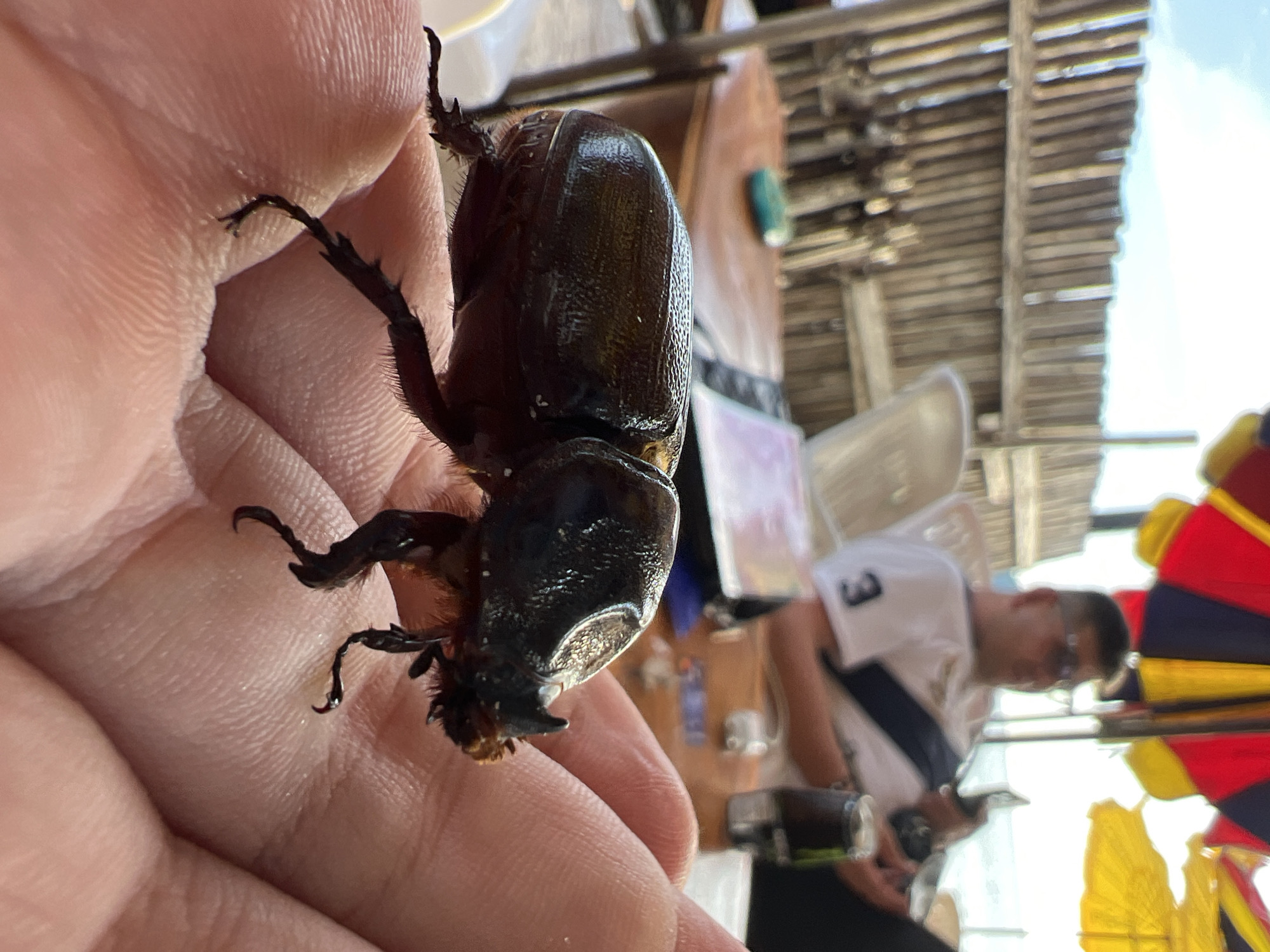 A close-up shot shows a dark brown beetle held in someone's hand. The beetle has a prominent horn-like protrusion on its head. The person holding the beetle is out of focus, but appears to be indoors, near a table with other objects and a man in the background wearing a white t-shirt with a navy stripe. Outside the building is a multi-colored umbrella or parasol. The exact location is not discernible.