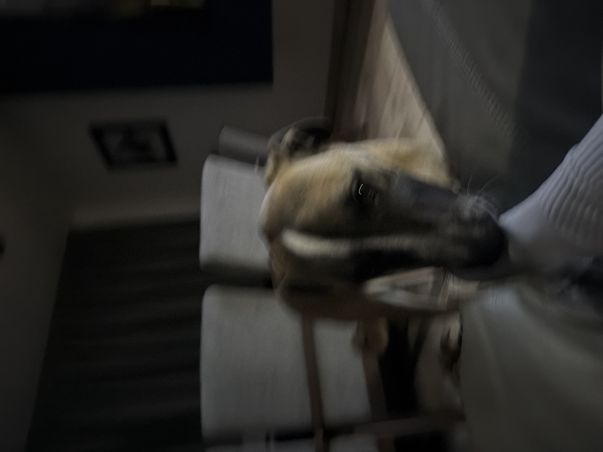 A blurry photograph shows a dog partially on a seat. The background features a dark room, with furniture visible. No evidence indicates this location is Santa Clara Ocoyucan, Mexico.