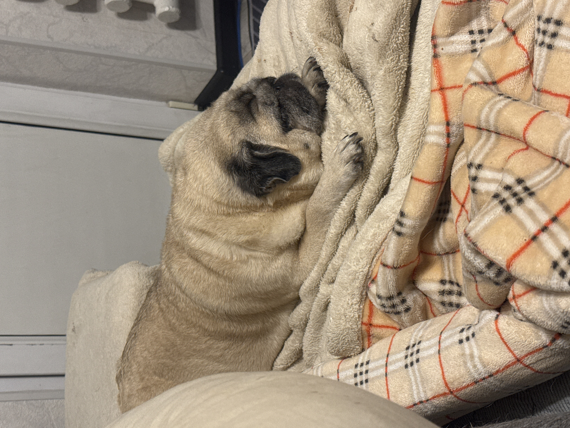 A tan pug is sleeping on a blanket. The pug is lying on its side, with its head resting on its paws. The blanket is a light tan color and has a plaid pattern of beige, red, and black. The pug is in the foreground of the image, and the background is blurred. The image appears to have been taken indoors, possibly in a home in Bishkek City, Kyrgyzstan.
