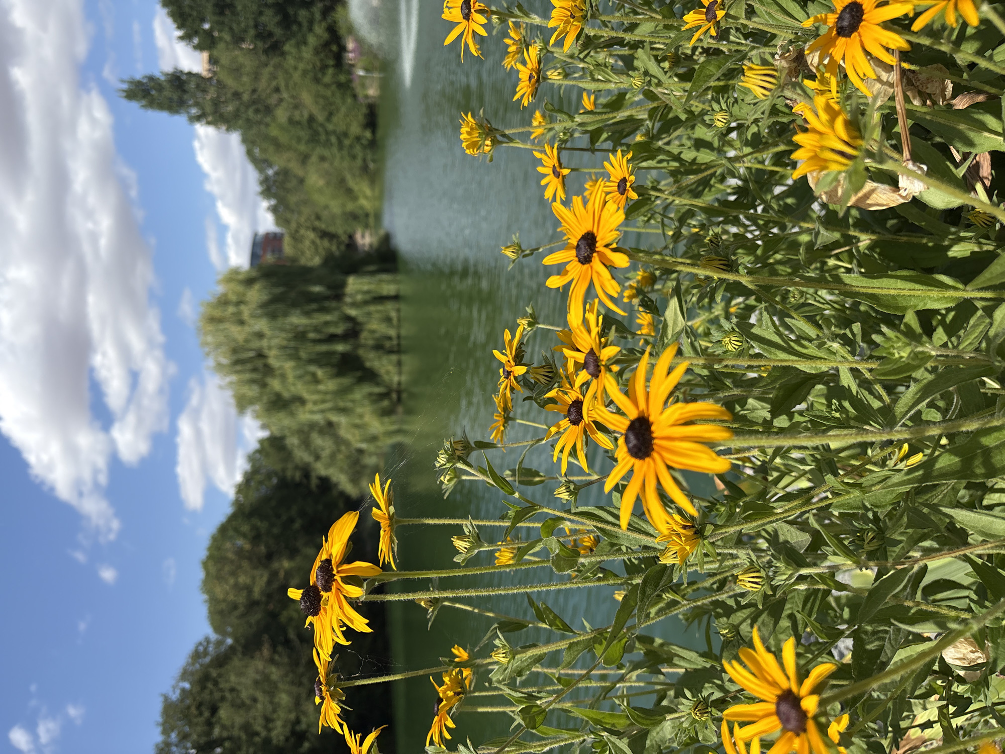 In the foreground of this image, a cluster of bright yellow flowers with dark centers, likely Black-eyed Susans, dominates the view. Their petals are pointed and some are slightly curled. Thin, delicate strands of spiderwebs are visible on some of the flower stems and petals. Behind the flowers, a tranquil body of water, possibly a pond or lake, reflects the clear blue sky dotted with fluffy white clouds. The water appears green, suggesting it may be a natural water feature.
The background features lush green trees, some with weeping branches, and a tall, slender evergreen tree. In the distance, a building with red-brown elements is partially visible through the foliage, and a white fountain sprays water into the lake. This scene suggests a parkland setting.
The style of the park, with mature trees, a large water feature, and manicured gardens, is consistent with Hylands Estate in Chelmsford, United Kingdom. The presence of a well-maintained lake and formal gardens is a hallmark of this historic estate, which often features floral displays like the one pictured.