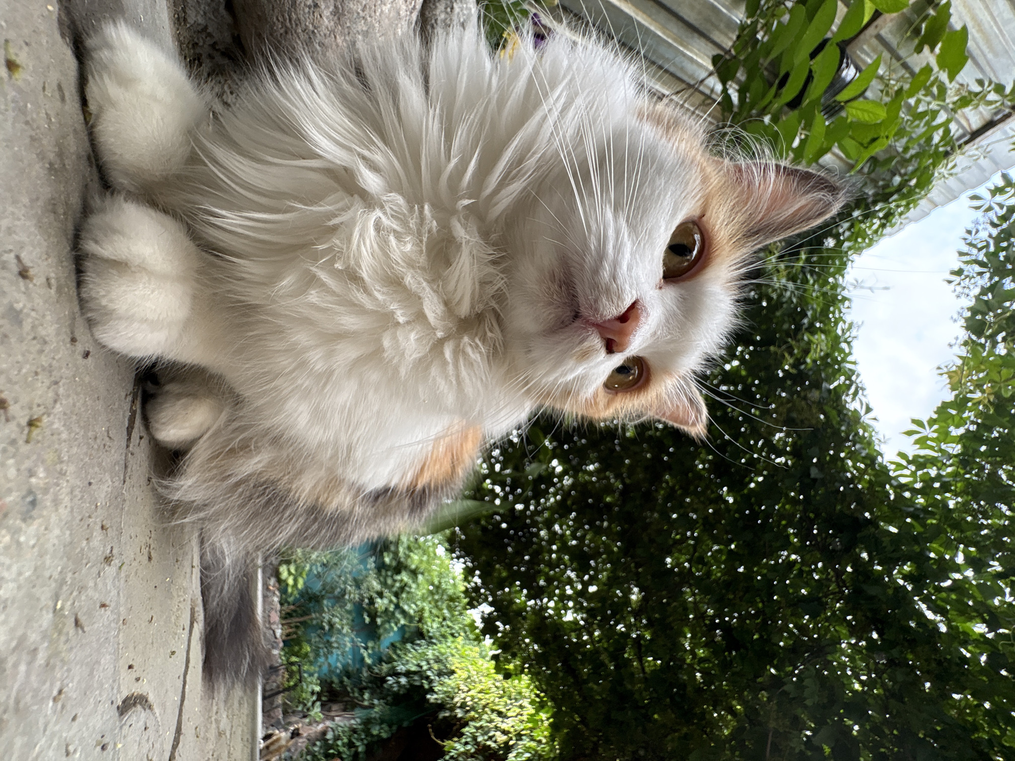 A medium-shot, low-angle, eye-level photograph depicts a calico cat sitting on a paved surface outdoors. The cat is facing right, with its head tilted upwards and to the right. It has white fur with patches of orange and grey, and bright yellow eyes. Its whiskers are prominent and fanned out. Behind the cat, lush green foliage hangs from above and covers a fence and a wall. The sky is visible through the leaves. The paved surface appears to be made of large, interlocking stone tiles, some of which are cracked. The background shows more greenery, a turquoise wall, and some scattered debris on the ground. There are no people or other animals visible. The setting appears to be a residential backyard or garden area, possibly in Almaty, Kazakhstan, given the lush vegetation and style of paving.