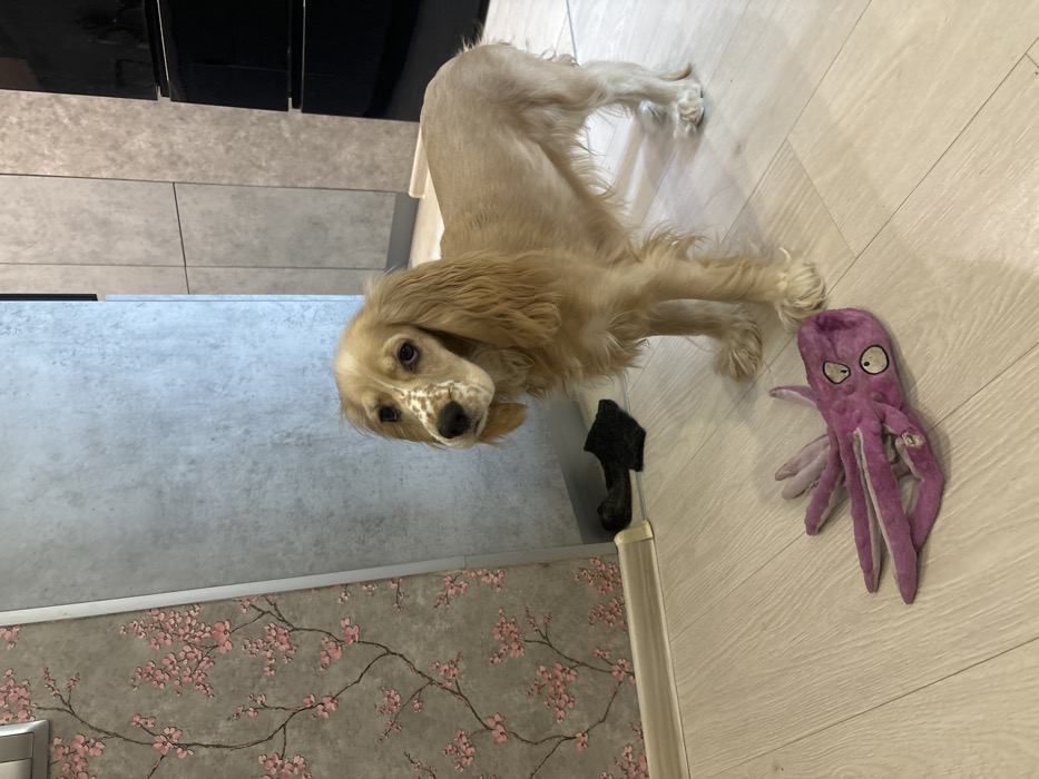An indoor scene depicts a medium-sized dog, likely a Cocker Spaniel, with light brown fur, a white forehead patch, and brown and white spotted markings on its muzzle. The dog stands on a light-colored laminate floor, its head slightly tilted, looking directly forward. A purple plush octopus toy with white eyes rests on the floor in front of the dog. To the left, a dark fabric object is partially visible near a white baseboard. The wall to the left is covered with grey wallpaper featuring a pink floral branch pattern. A vertical trim separates this from a plain light grey wall to the right. Further right, textured grey cabinet panels and a dark appliance are visible. The specific location within Saint Petersburg, Russia, is not discernible from the visual evidence.