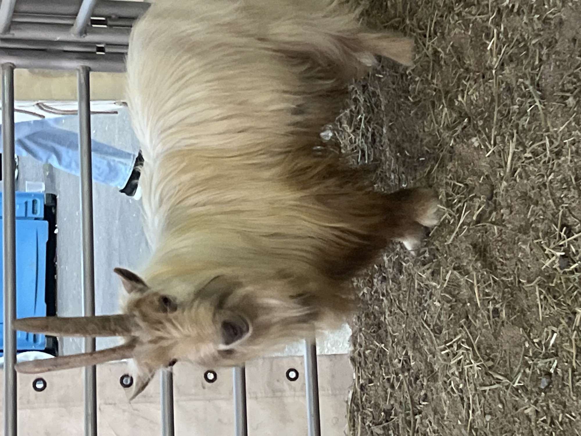 A tan and brown goat with long horns is standing on brown hay inside a metal pen. A person wearing blue jeans and black shoes is standing next to the pen. A blue box is also visible next to the pen. The location is in the city of Unknown, Unknown.