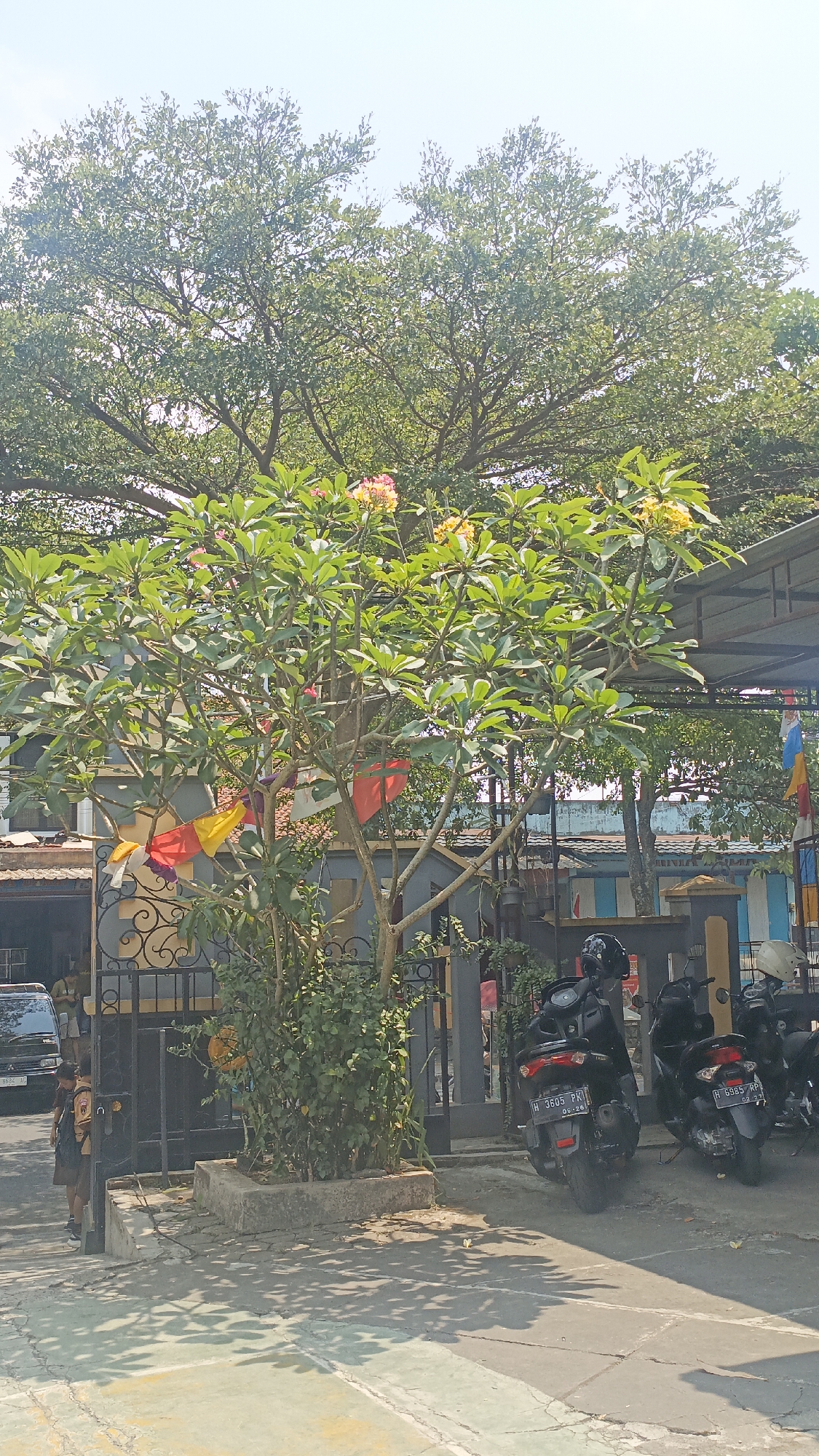 The image shows a street scene in Salatiga, Indonesia, on a sunny day. In the foreground, a flowering tree with pink and yellow blossoms stands in front of a dark metal gate. Several colorful flags are hanging from the tree branches. To the right of the tree, three black motorcycles are parked. One motorcycle's license plate reads "H 3605 PK," and another reads "H 6885 RP." Behind the gate, a black van is visible, and two young people, one wearing a school uniform, are standing near it. The background features a building with a corrugated metal roof and trees. The sky is clear and bright blue.