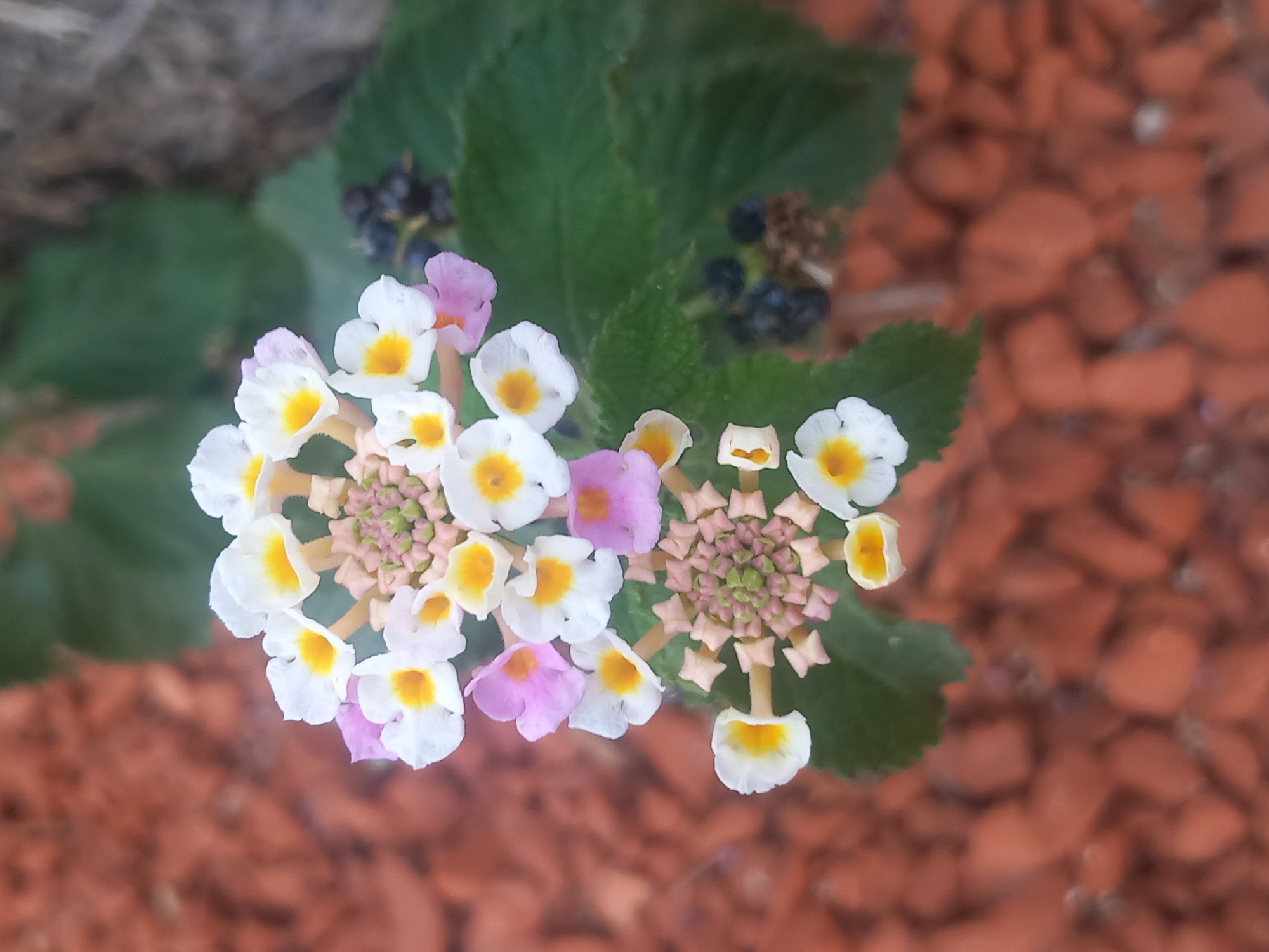 A close-up, eye-level shot captures a cluster of small, multi-colored flowers with yellow centers, white petals, and hints of pink. These flowers are arranged in a rounded, almost spherical shape. The background is softly blurred, revealing a patch of green leaves to the right, with some dark berries scattered amongst them. Below and to the left, the ground is covered with reddish-brown gravel. The overall impression is of a small garden or natural setting. The image does not contain any discernible elements that would allow for its location to be pinpointed to the city of Kos, Greece.