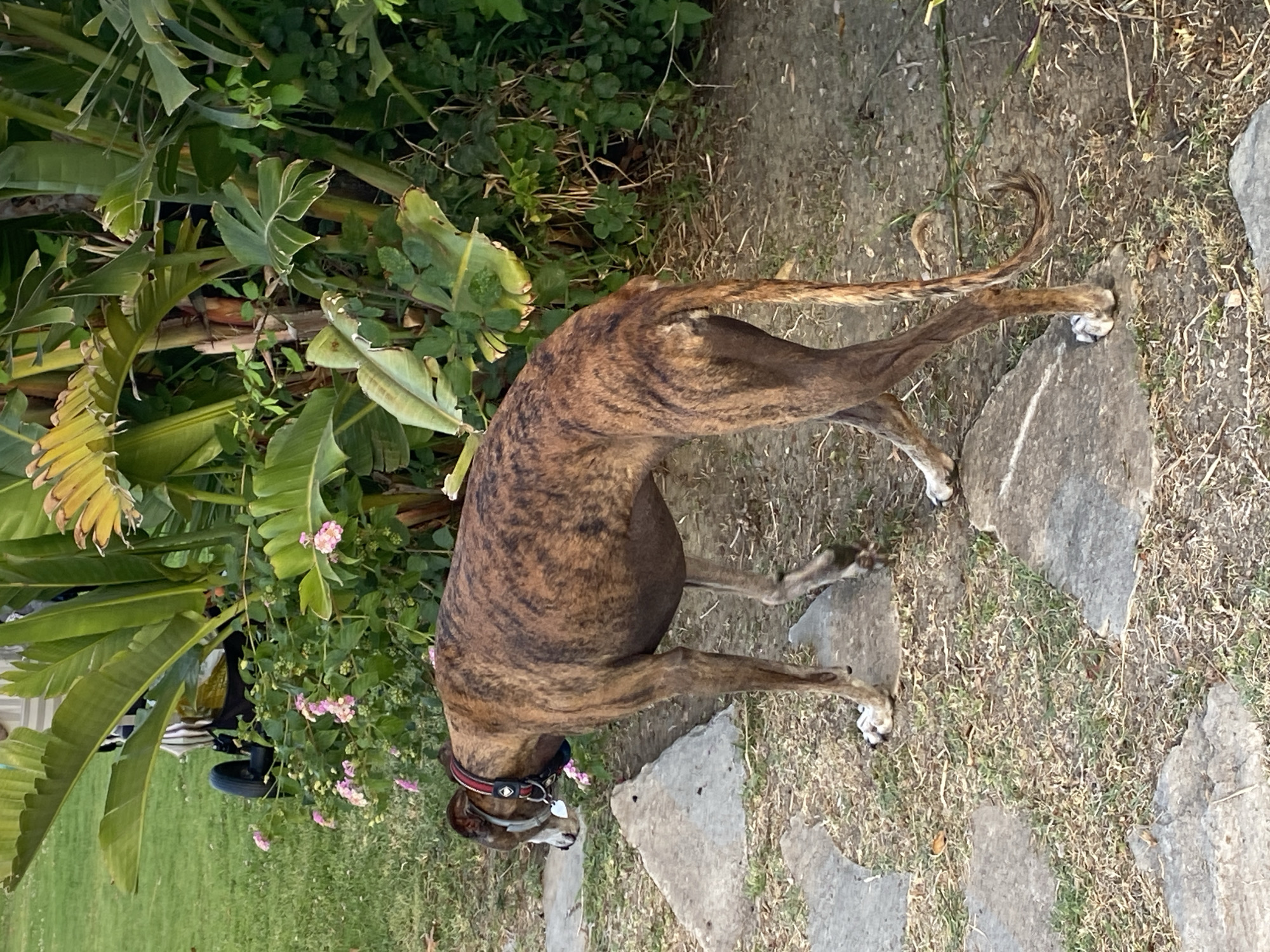 A brindle greyhound dog walks on a stone pathway next to green grass and lush tropical foliage. The dog has a red collar with a silver tag. In the background, there is a stroller and a lawn. The scene appears to be in a garden or park.